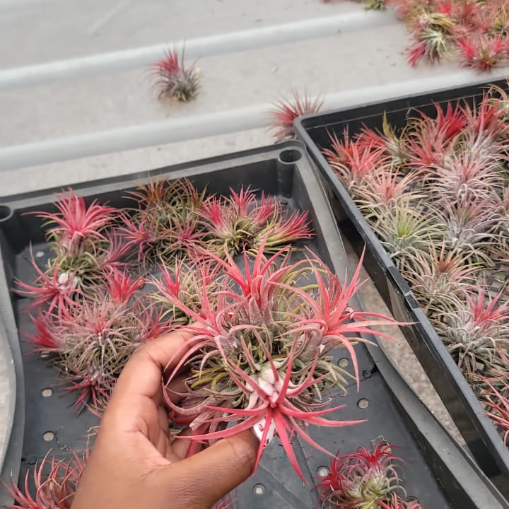 Air plants(imported)