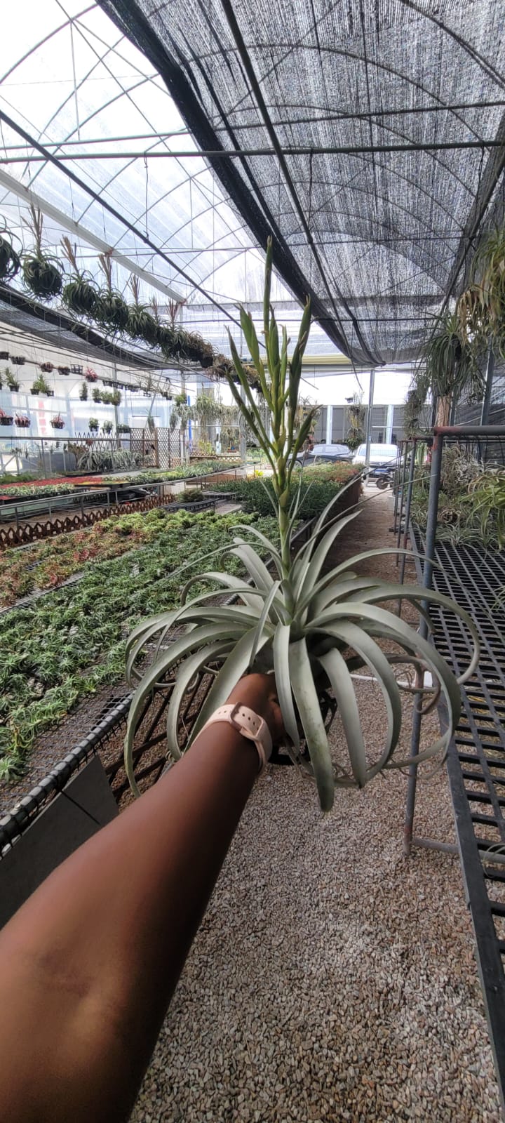 Air plants(imported)