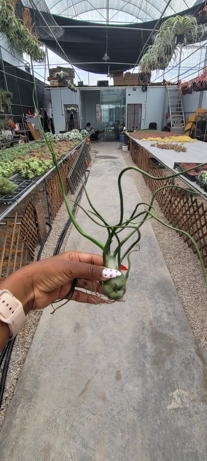 Air plants(imported)