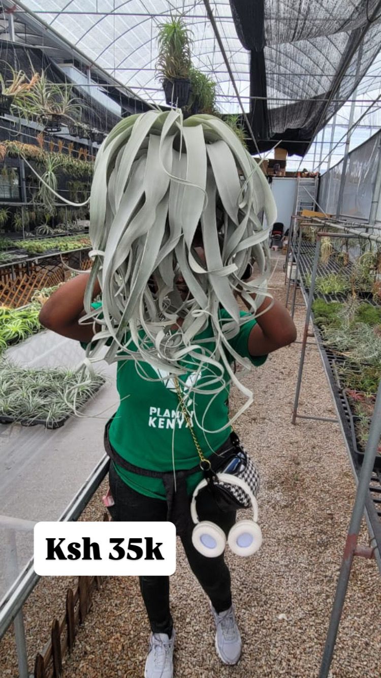 Air plants(imported)
