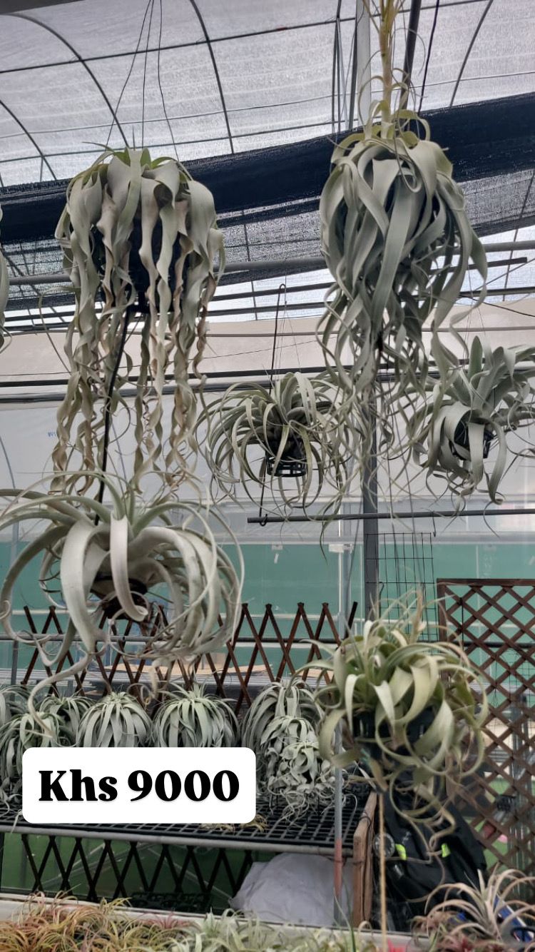 Air plants(imported)