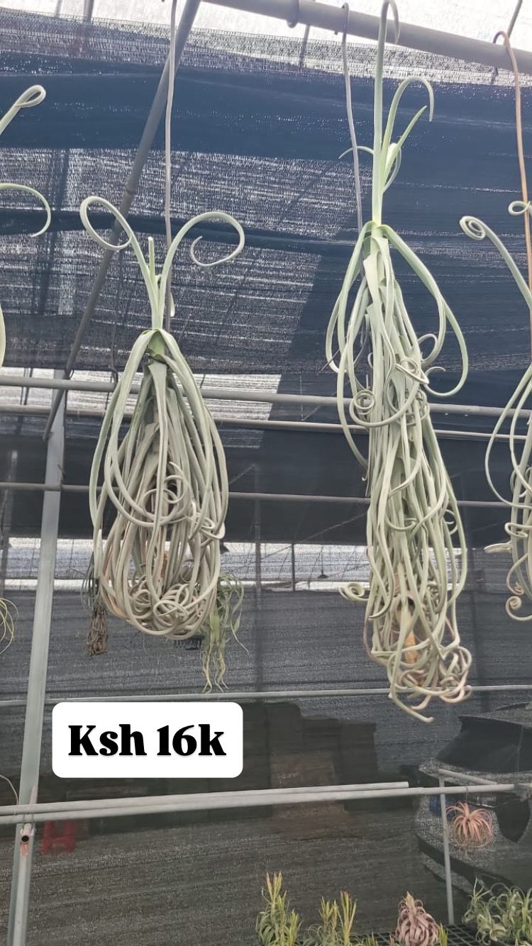 Air plants(imported)