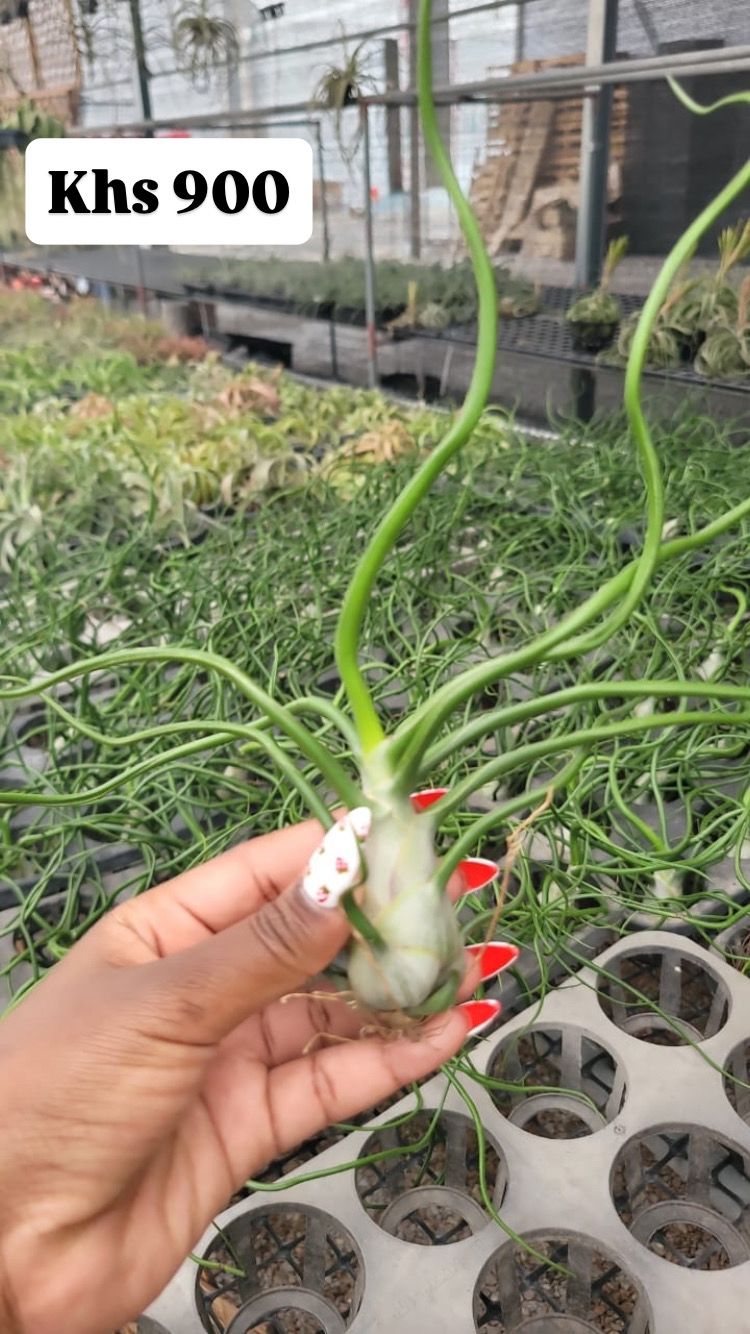Air plants(imported)