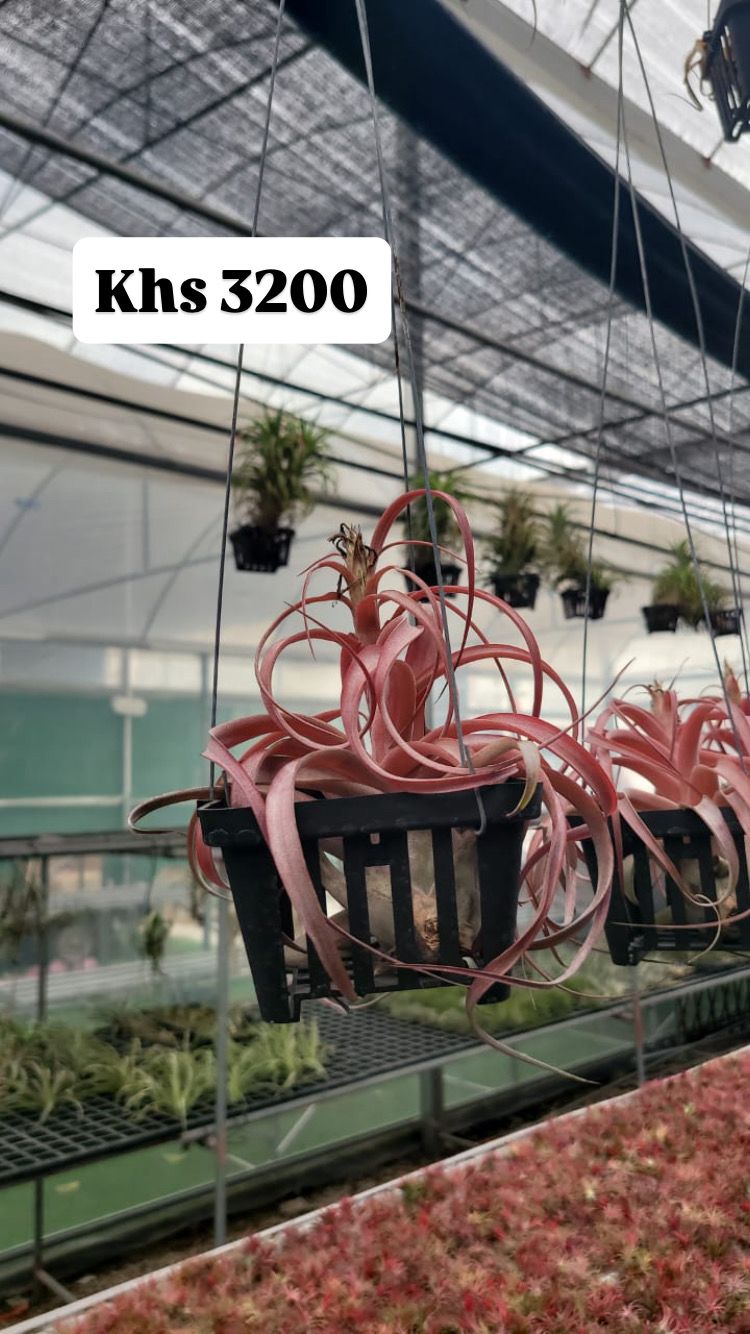 Air plants(imported)