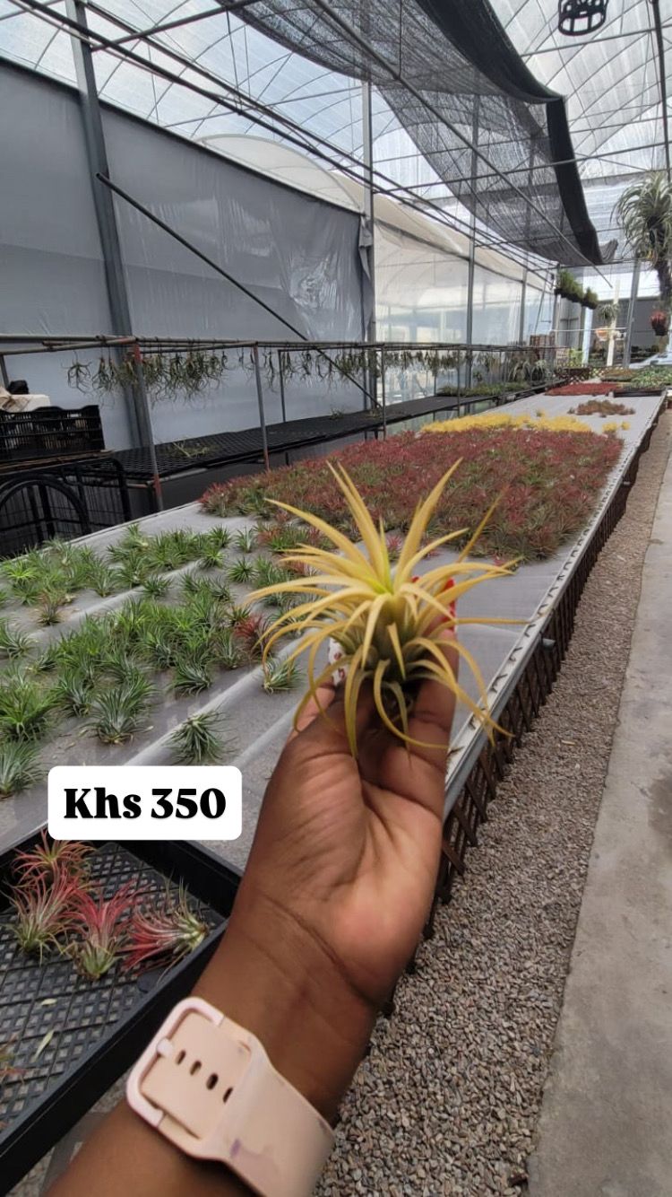 Air plants(imported)