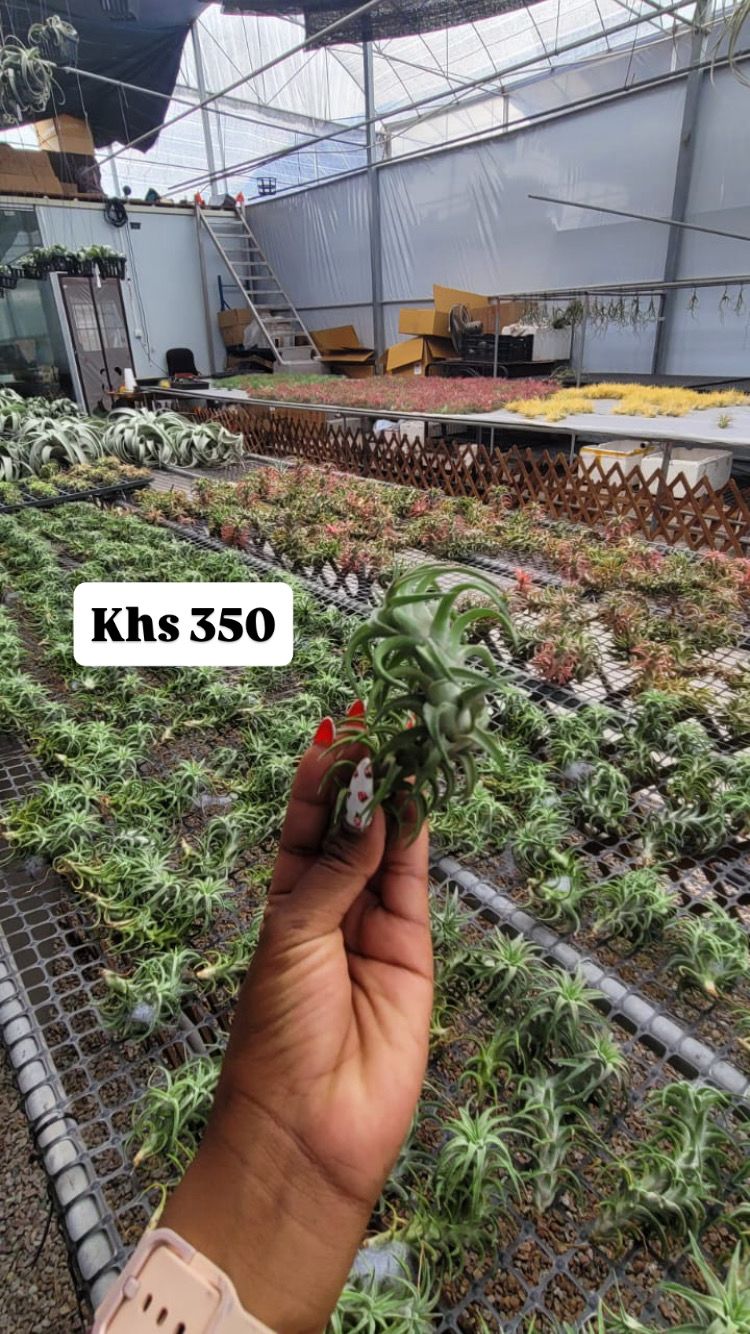 Air plants(imported)