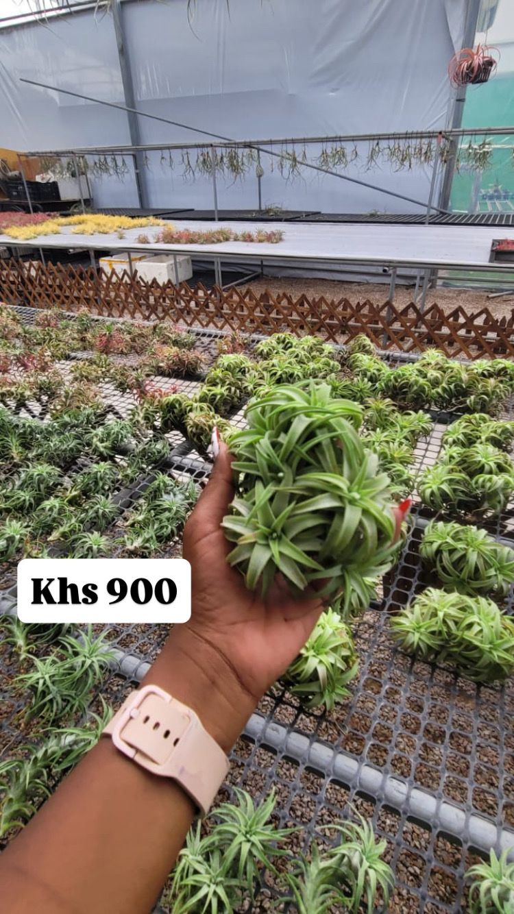 Air plants(imported)