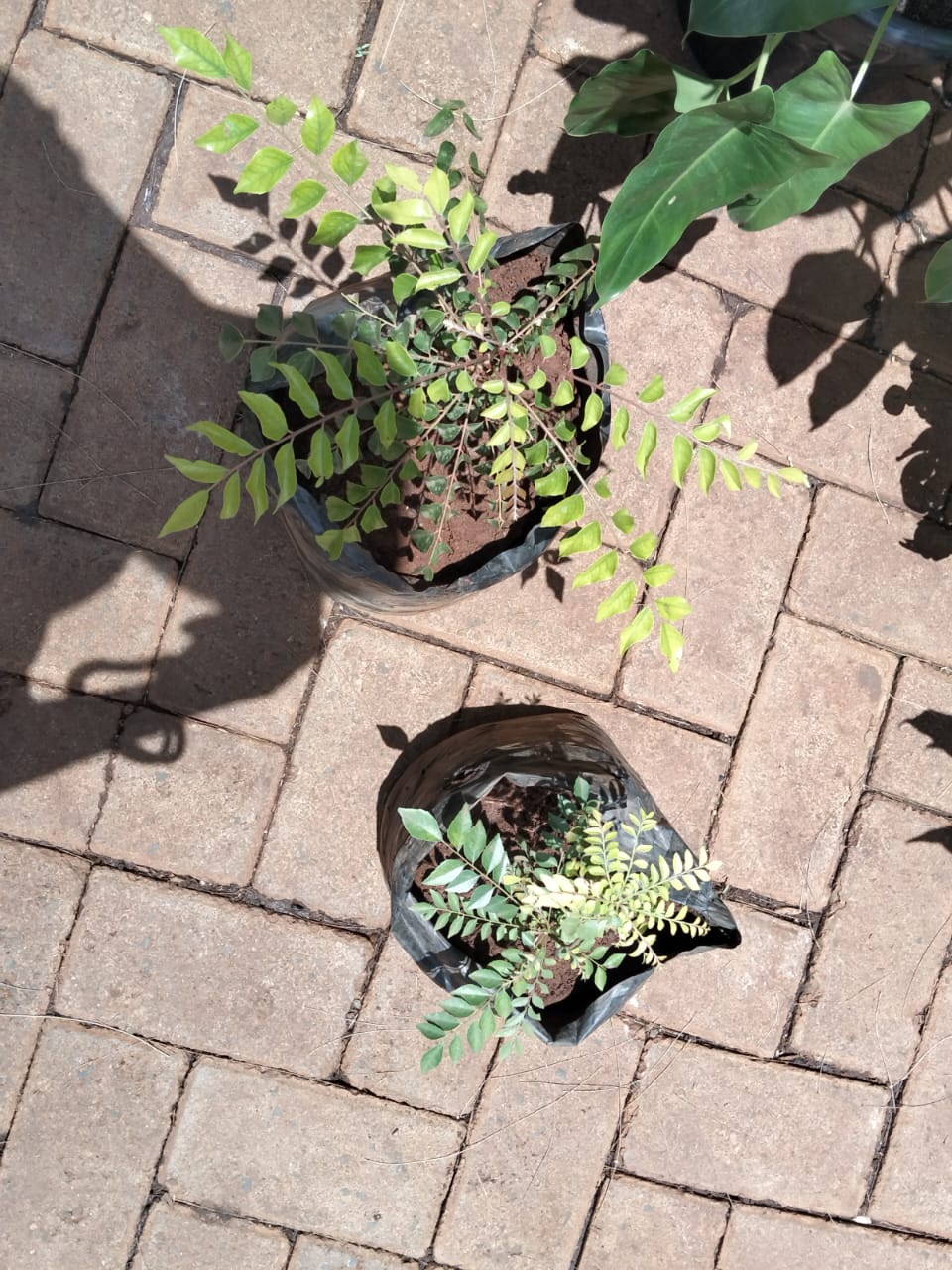 Curry Leaf Tree