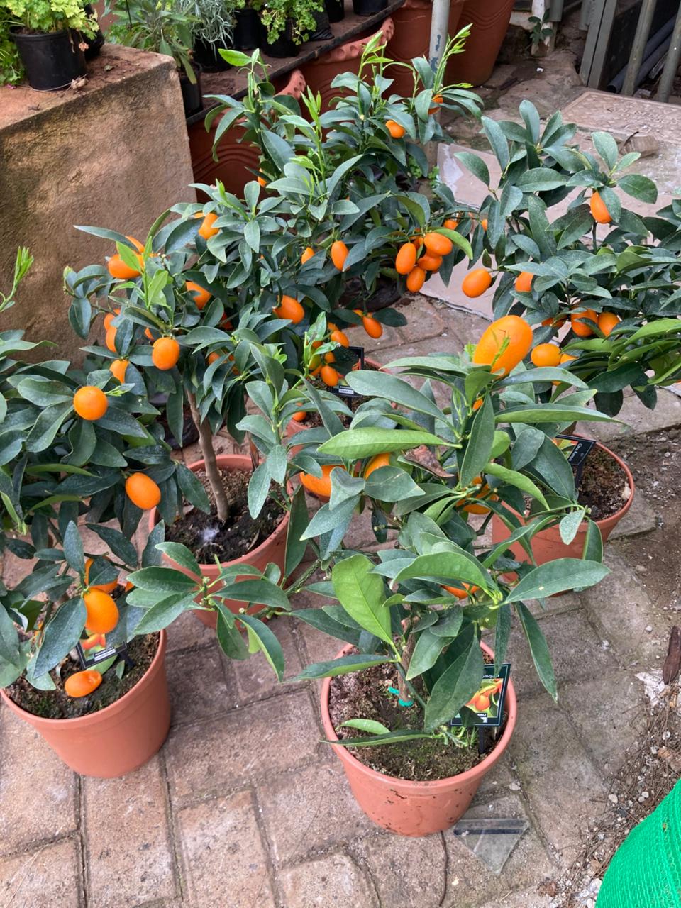 Kumquat