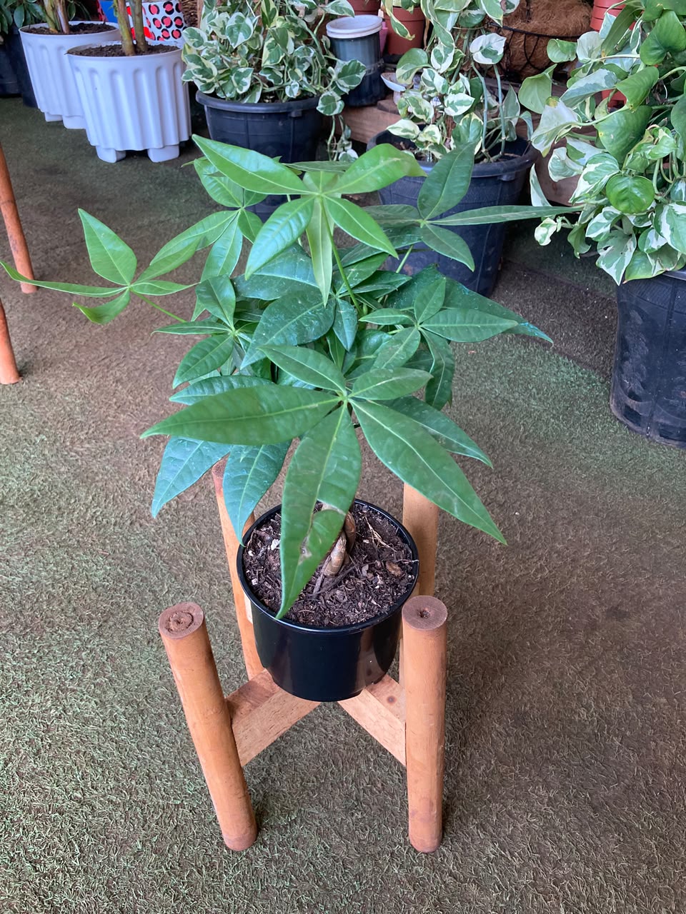 Braided Money Tree (Ficus Pachira)