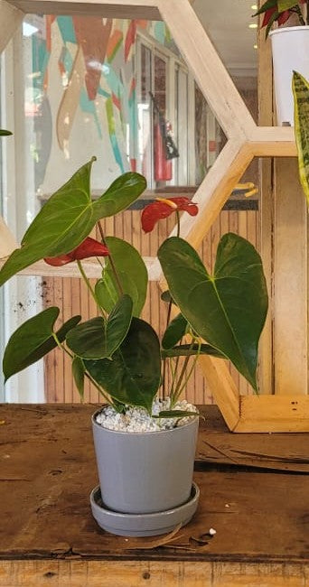 Anthurium in ceramic