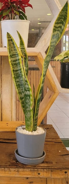 Snakeplant in ceramic