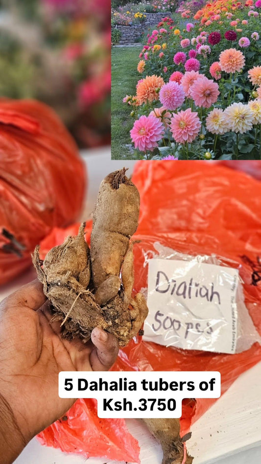 Dahlia Bulbs