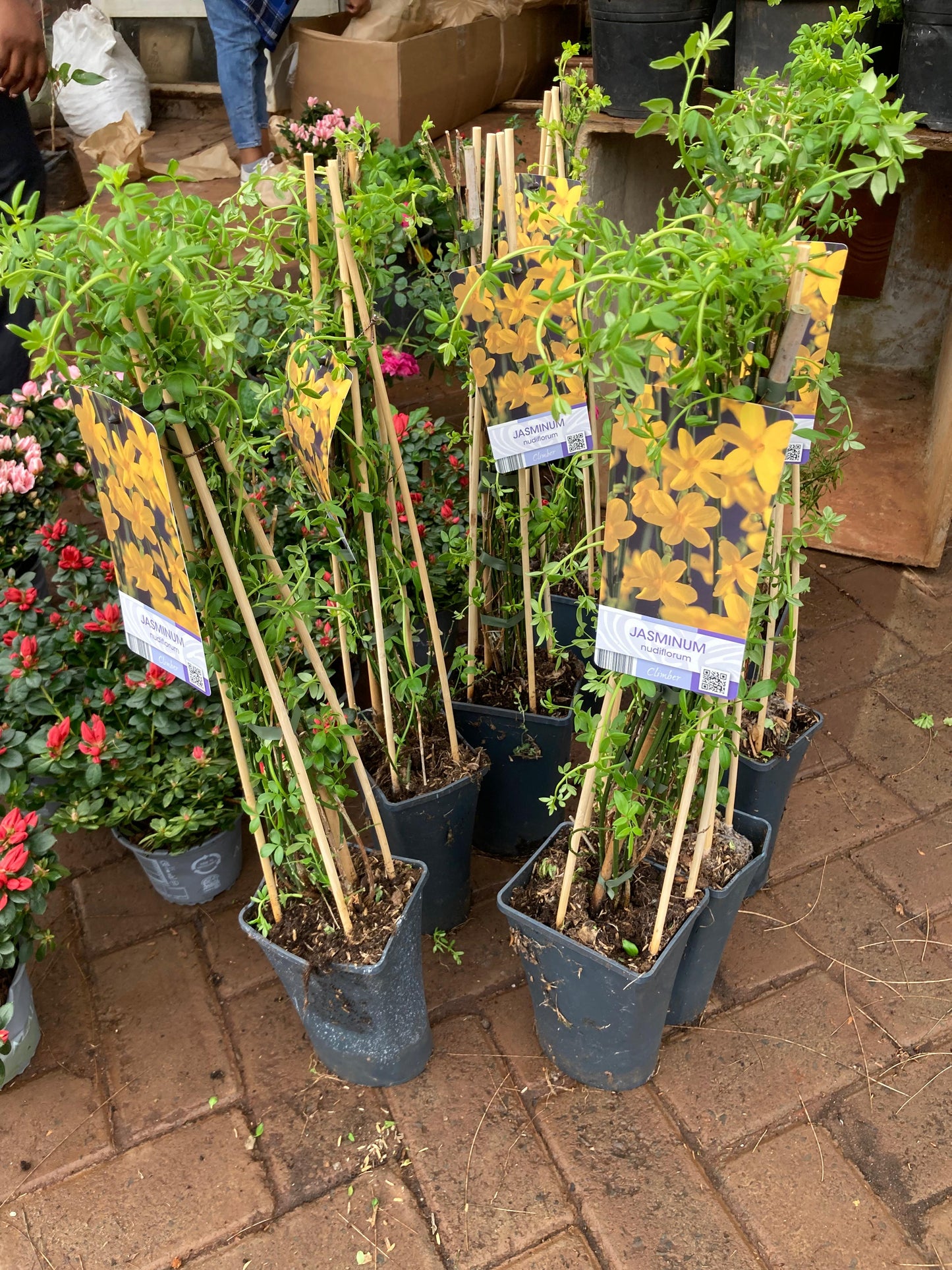 Yellow Jasmine (Jasmine Nudiflorum)