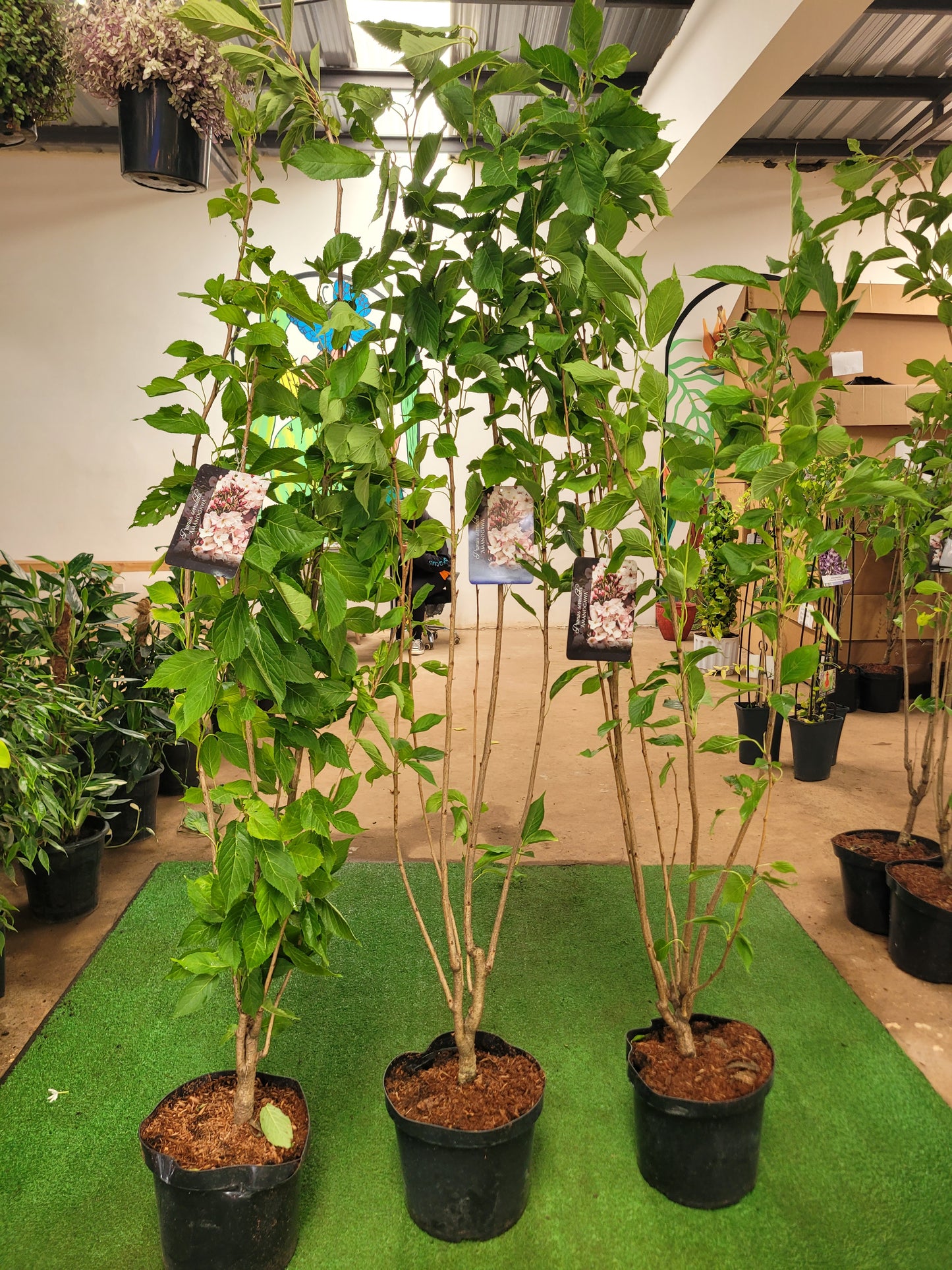 Arabian Jasmine (Sambac)