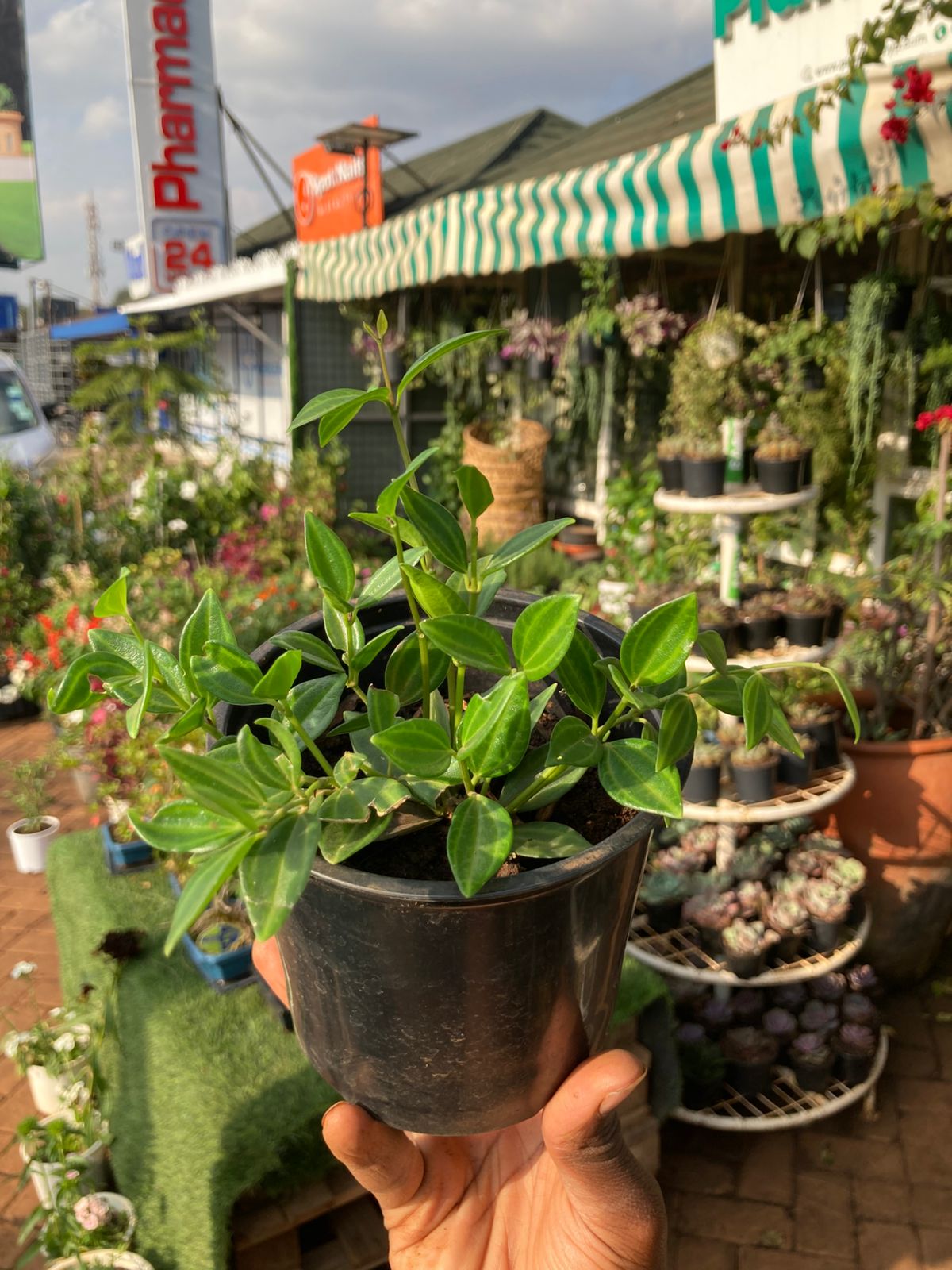 Pepperomia Tetragona