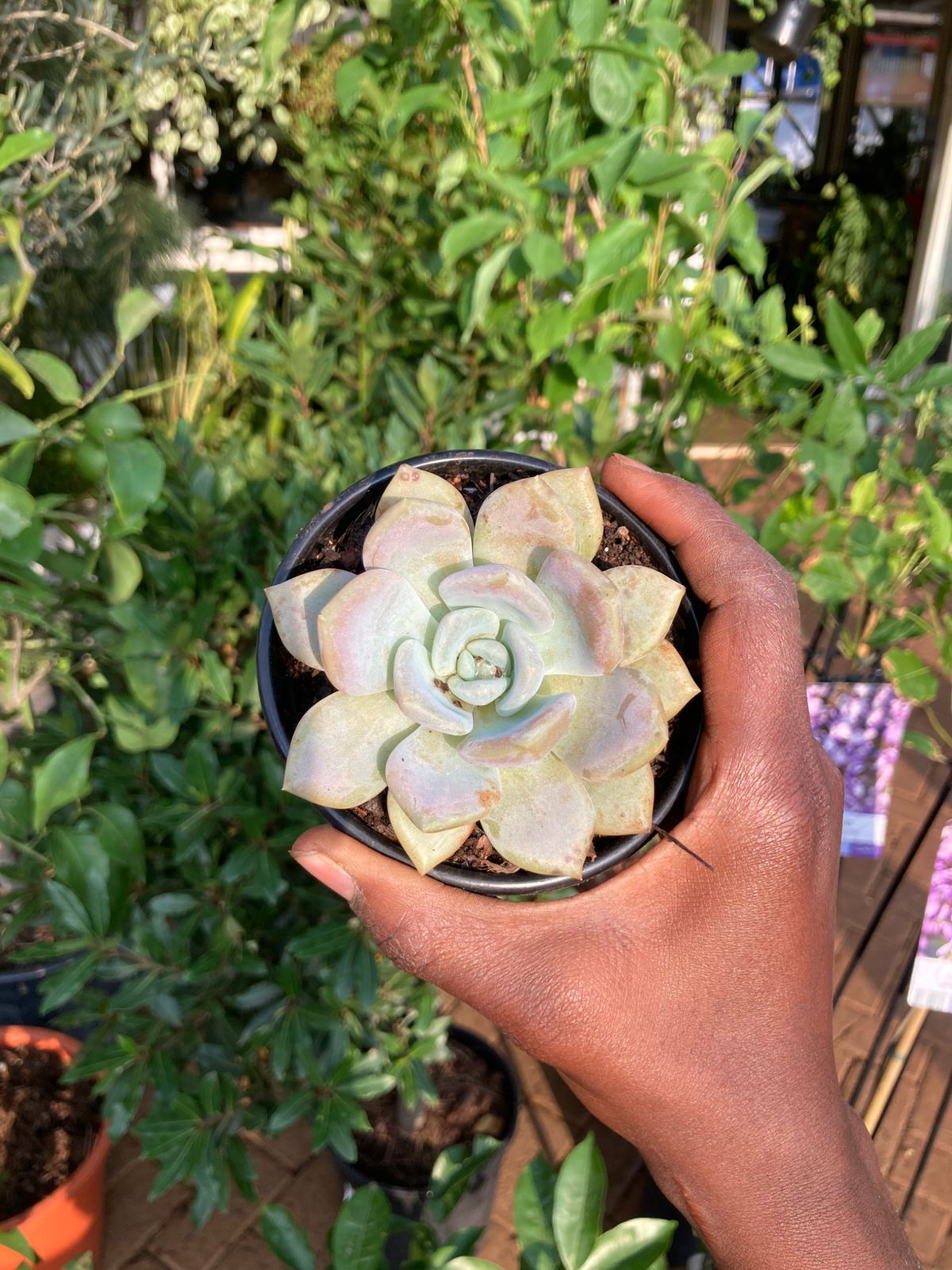 Small Succulents