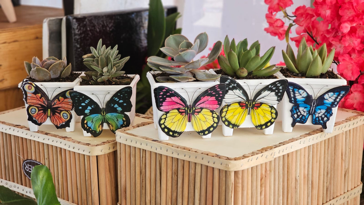 Butterfly Succulents