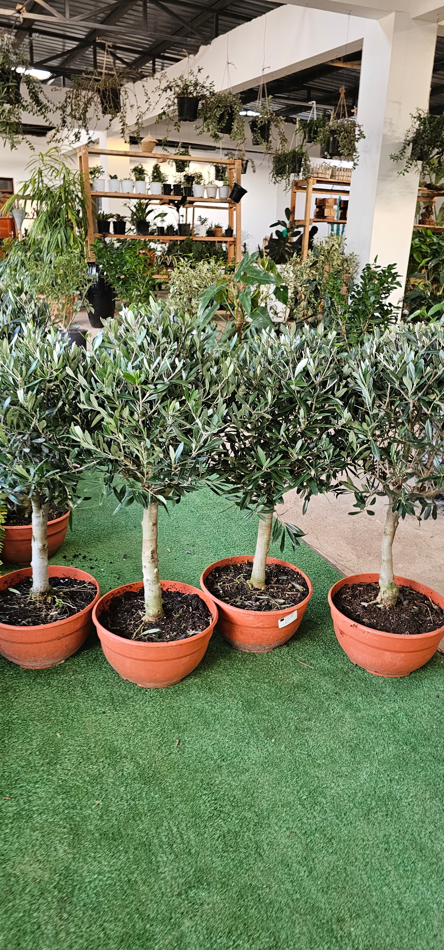 Olive Tree Bonsai