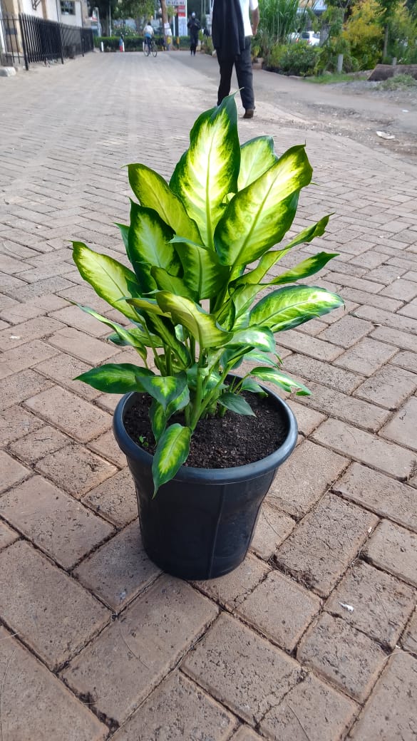 Dieffenbachia Compacta 2