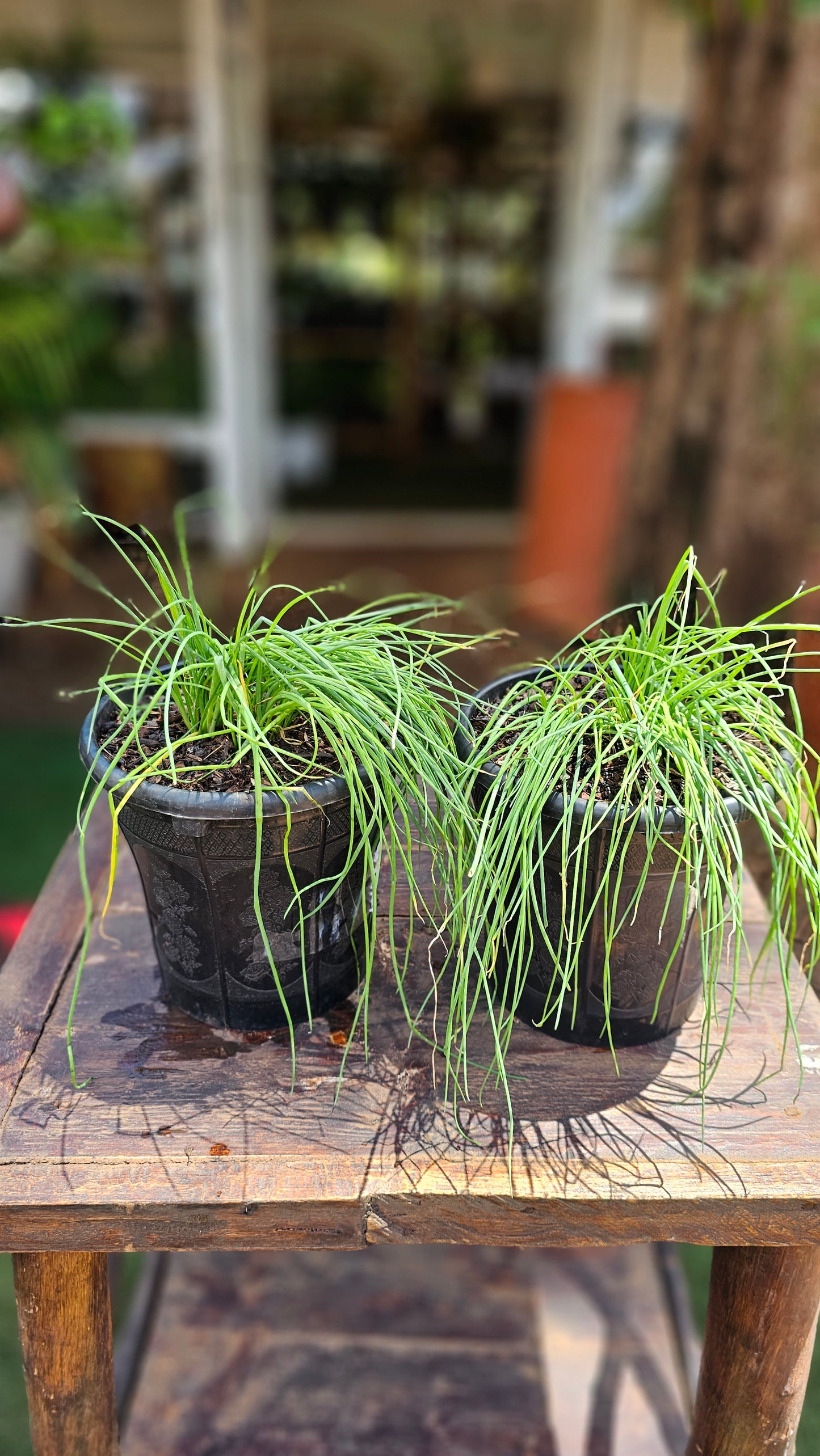 Chives