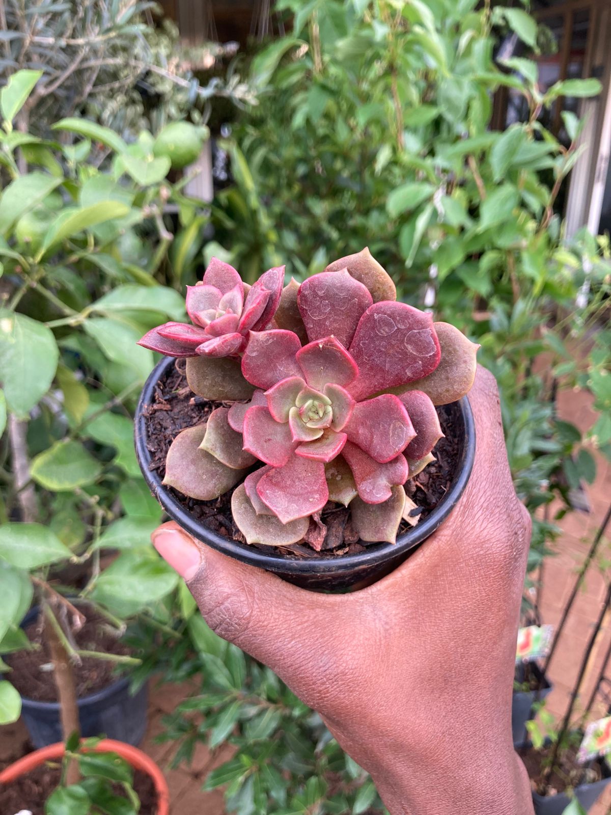 Small Succulents