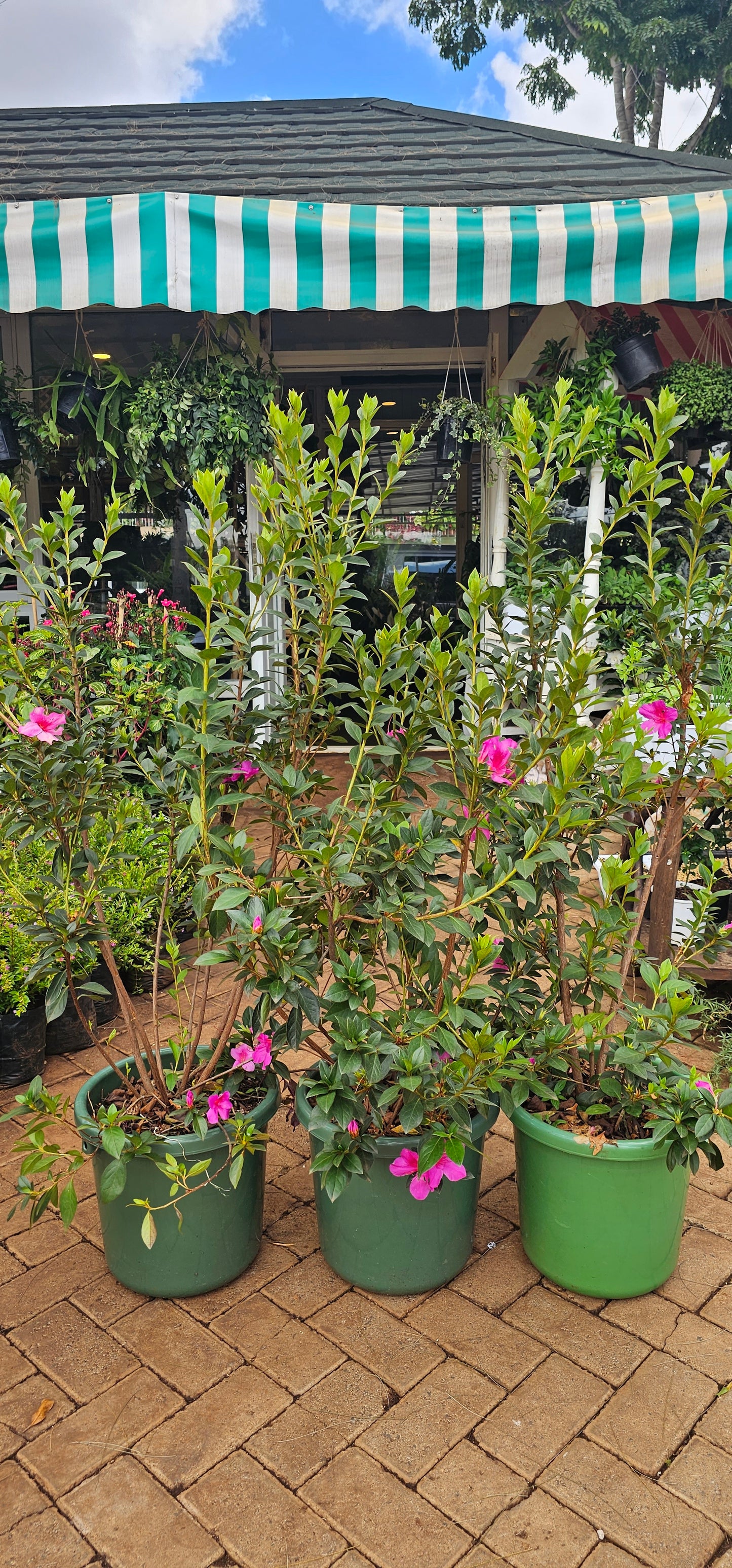 Tibouchina mutabilis
