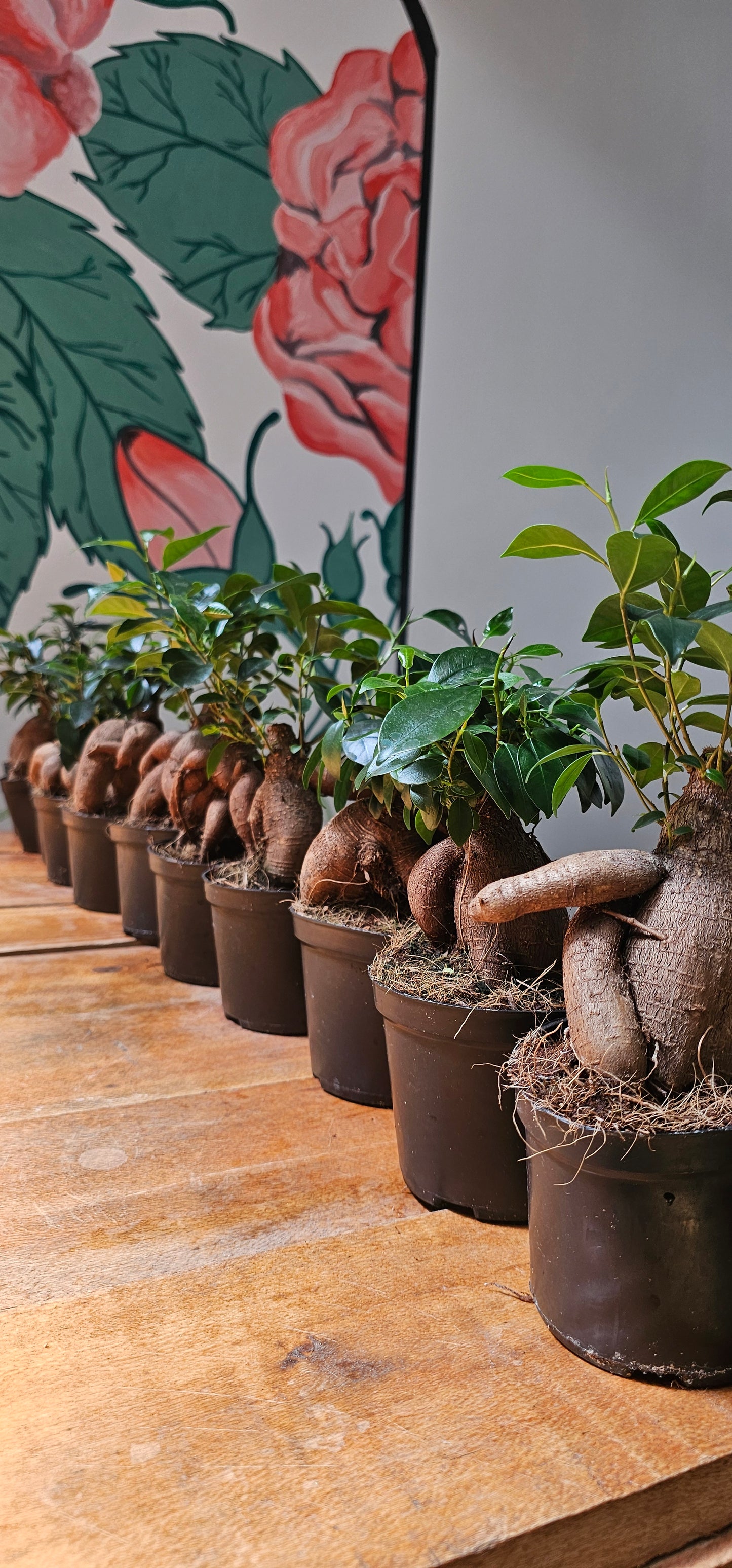 Ficus Gingseng Bonsai