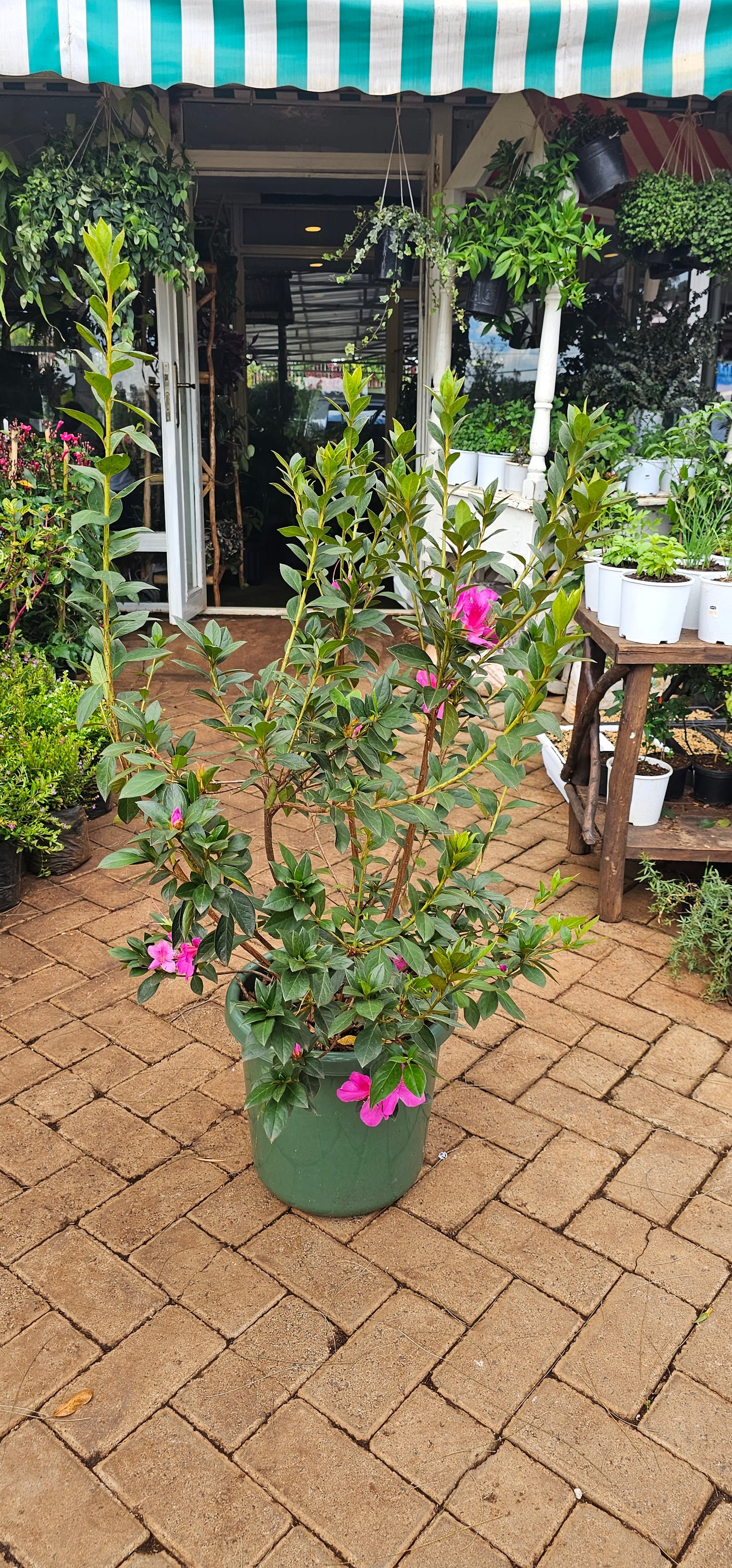 Tibouchina mutabilis