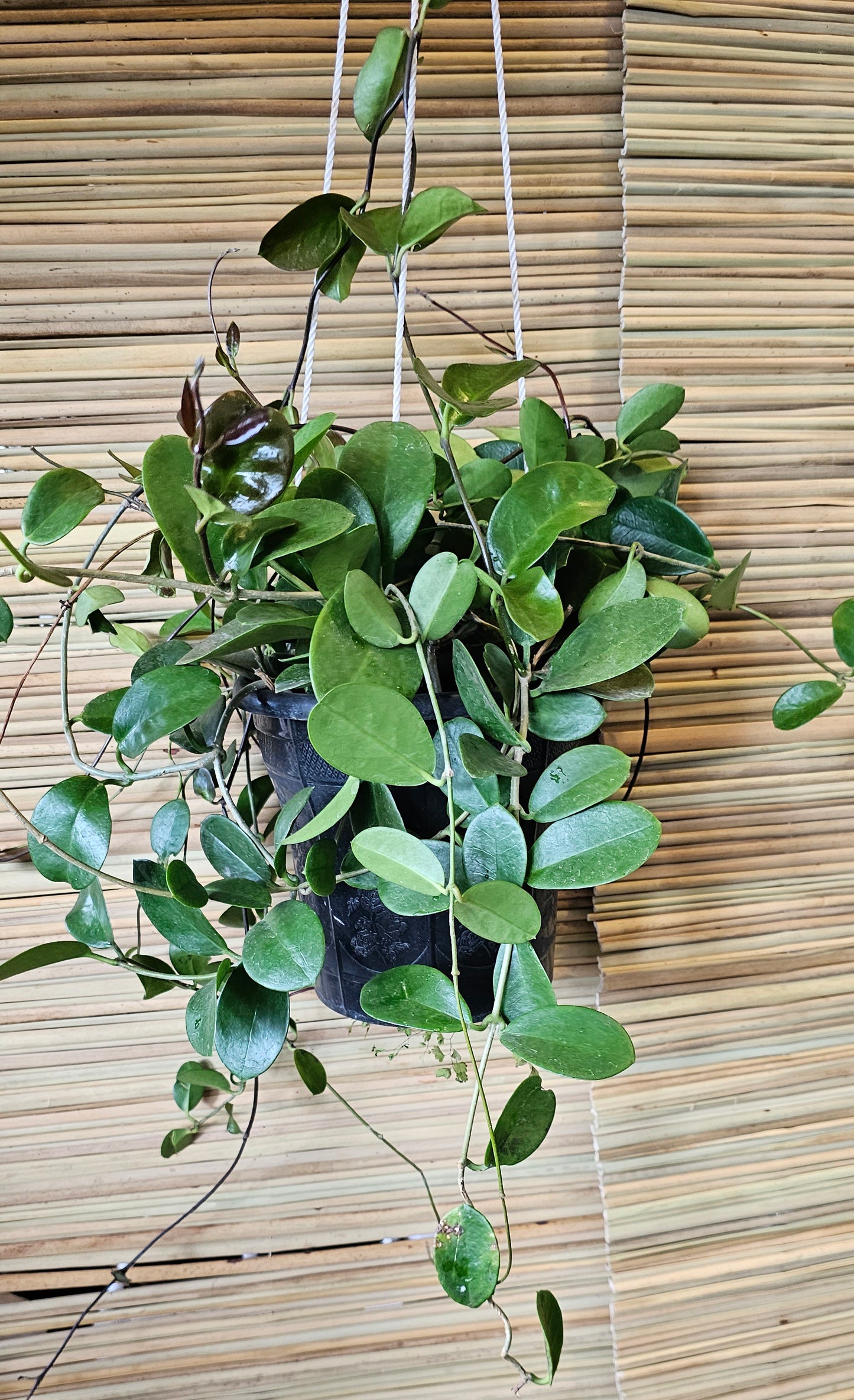 Hoya Davids Green Cup