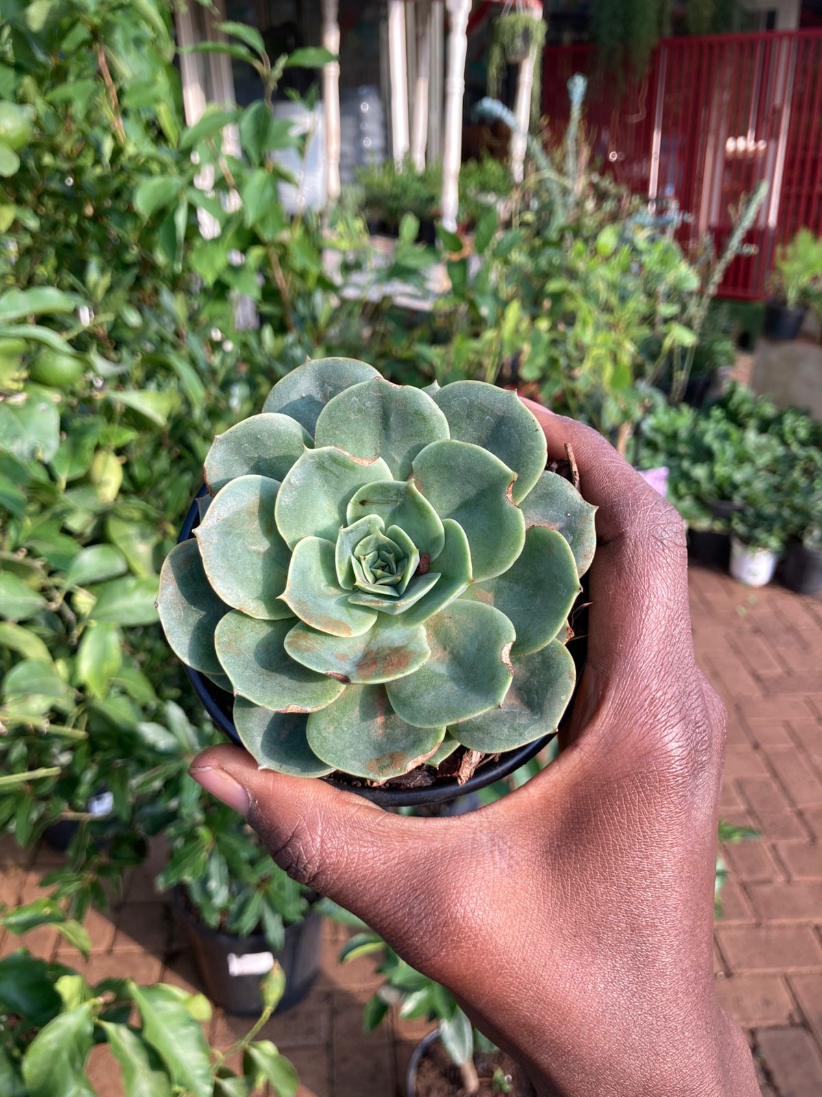 Small Succulents