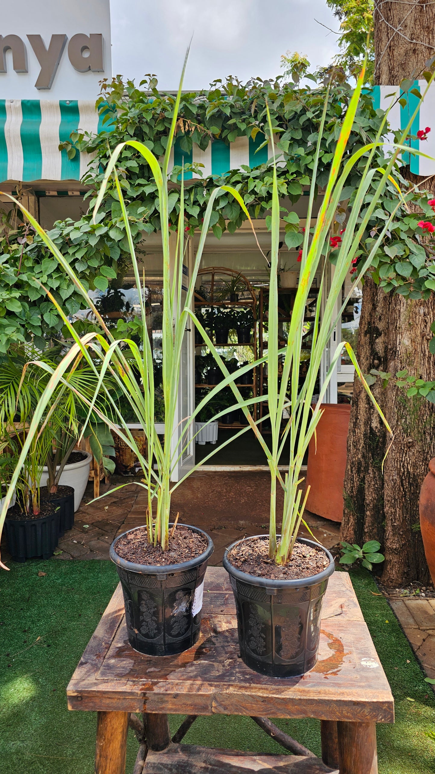Lemon Grass