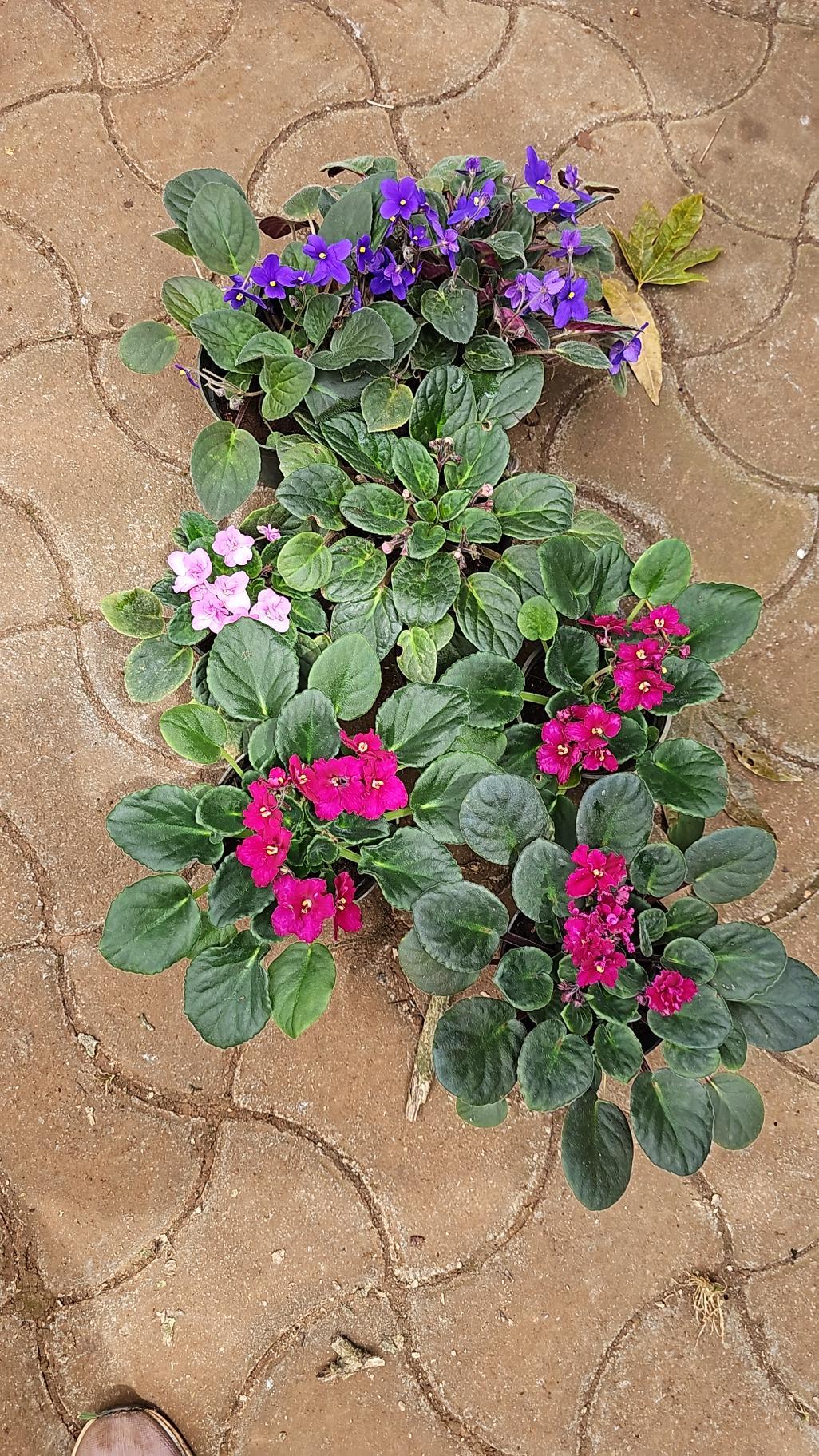 African Violet