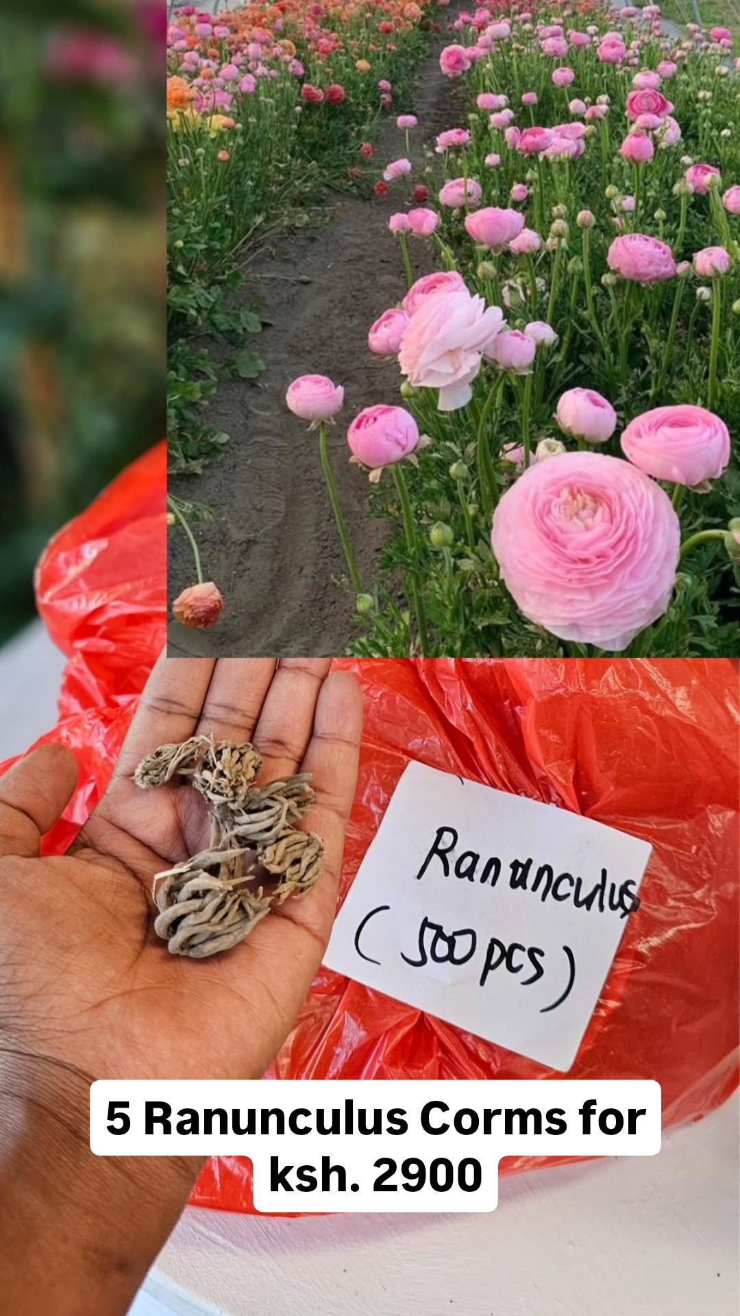 Ranunculus Bulbs
