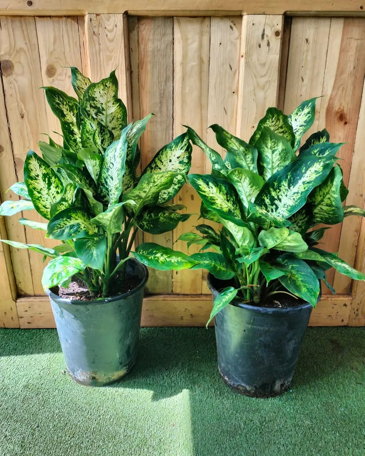 Dieffenbachia ‘Compacta’