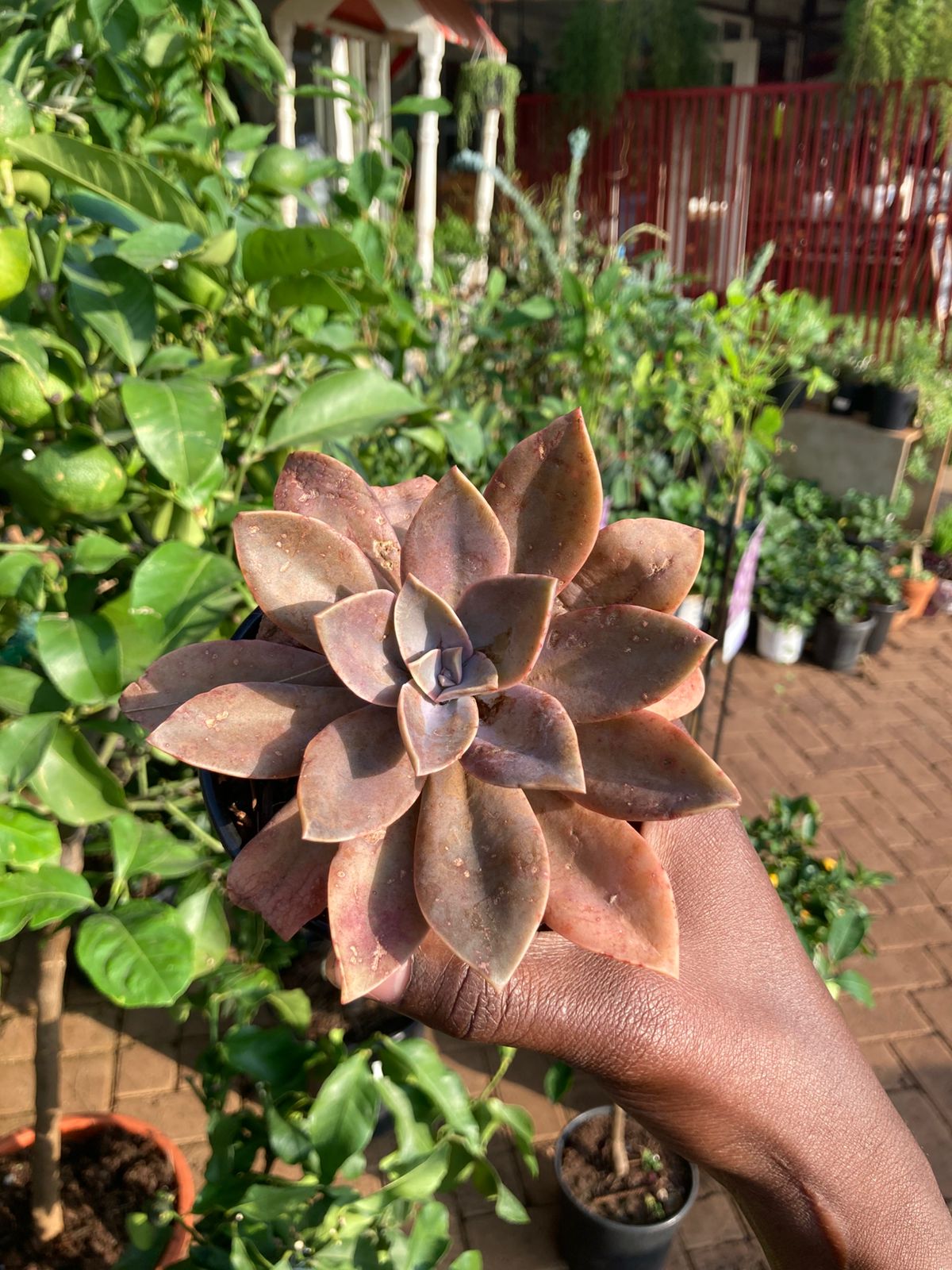 Small Succulents