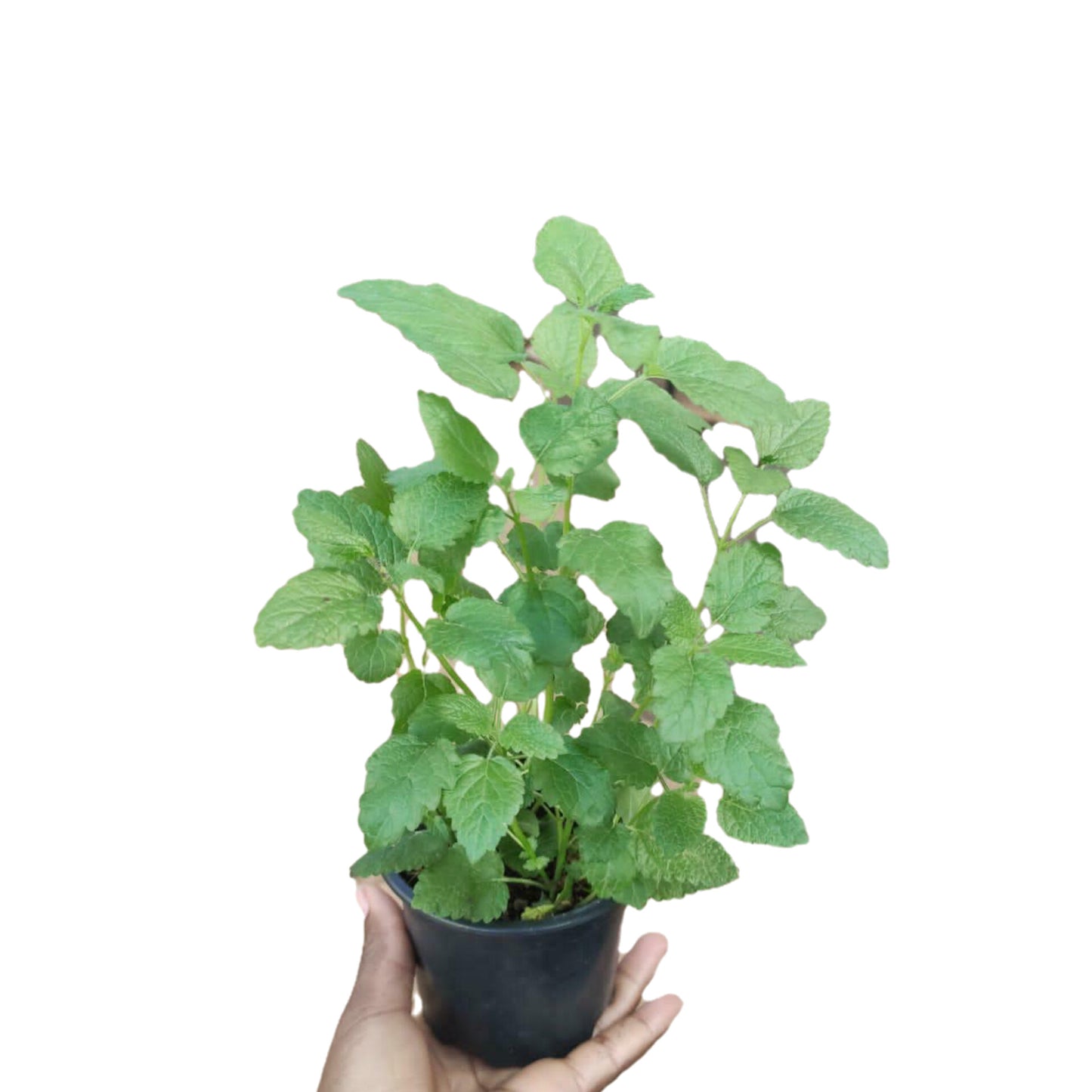 Lemon Balm