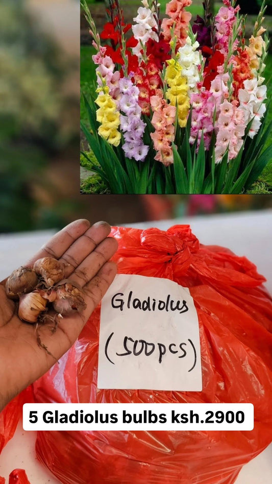 Gladiolus Bulbs