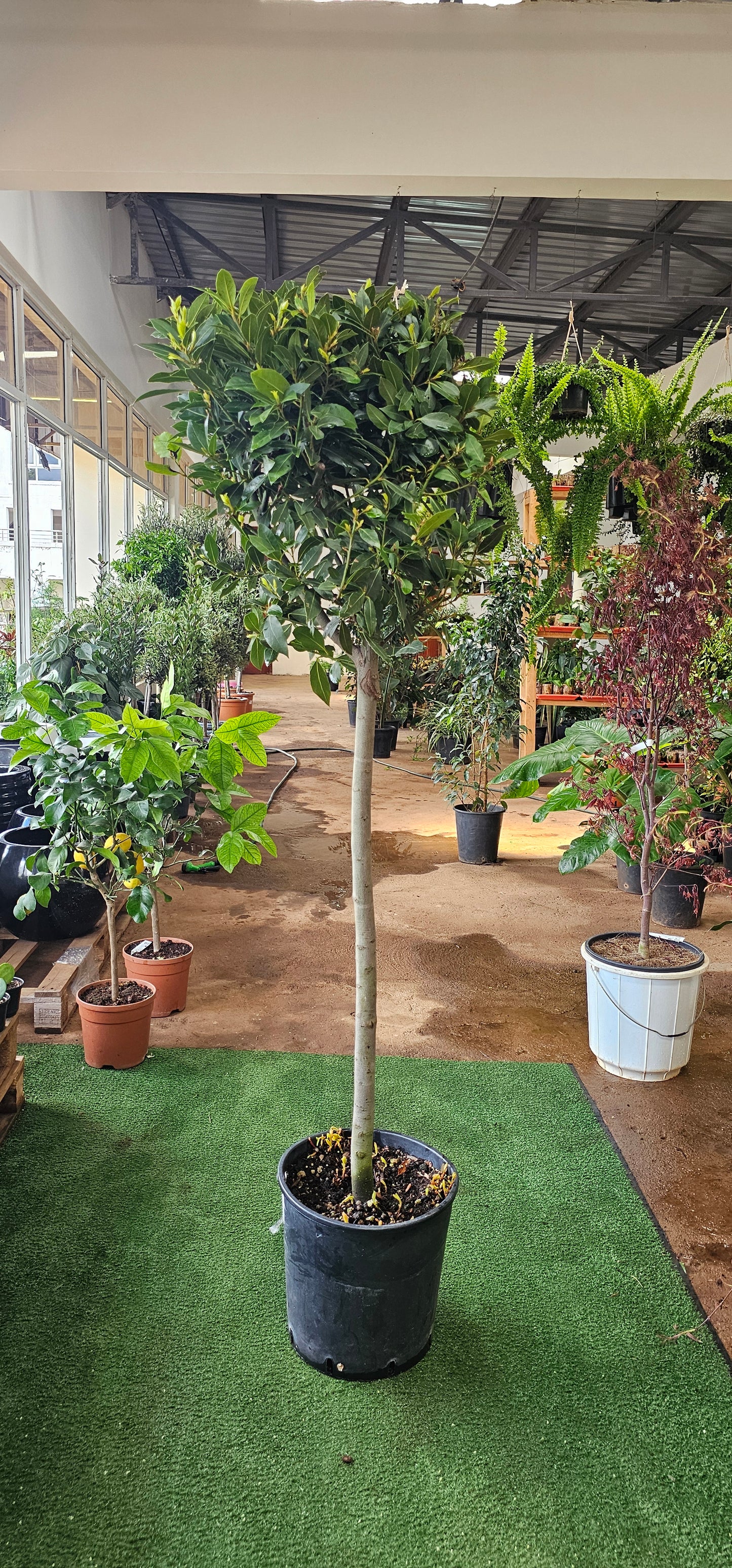 Laurus Nobilis (Bay Leaf Tree)