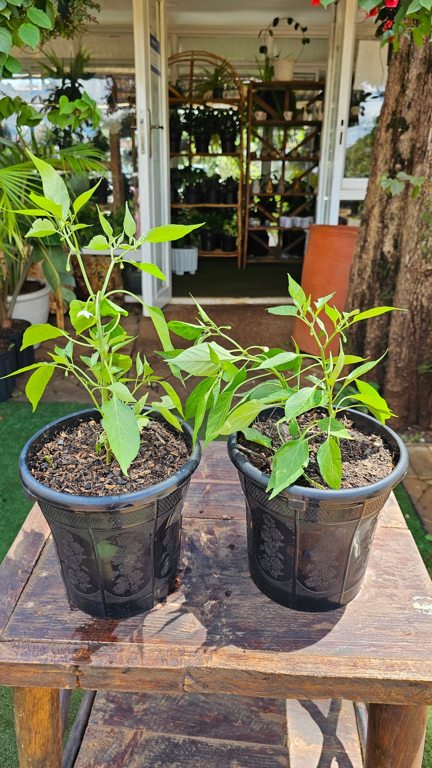 Chillies
