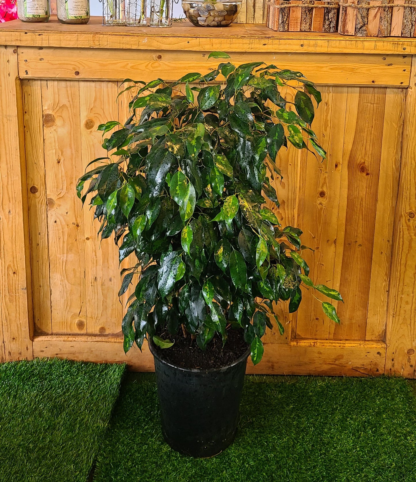 Ficus Benjamina (Kinky green)