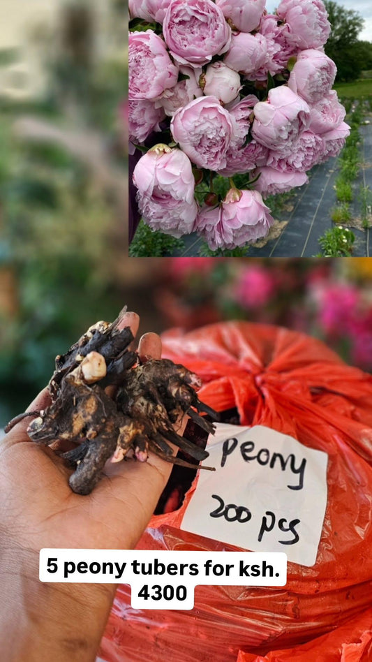 Peony Bulb