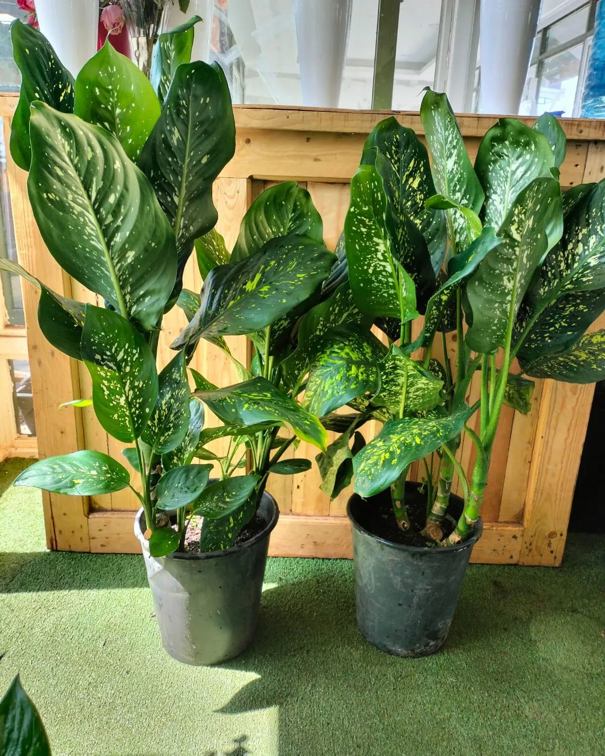 Dieffenbachia