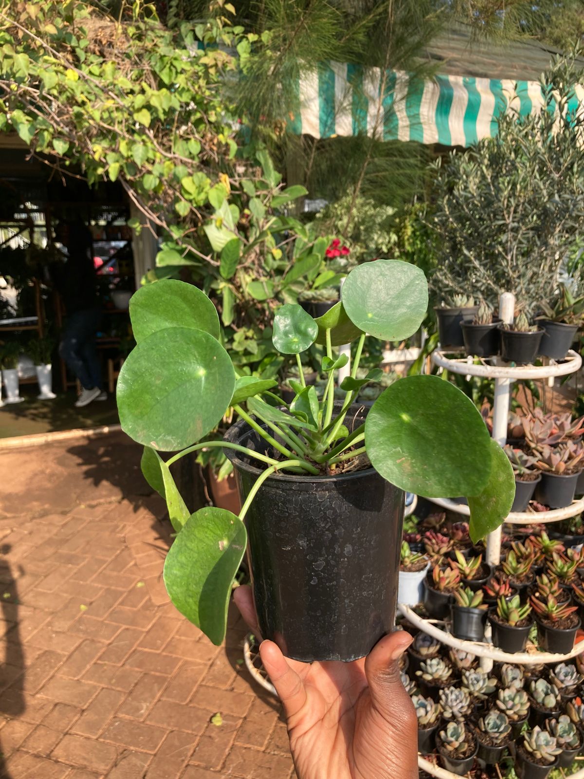 Chinese Money plant (Pilea Peperomioides)