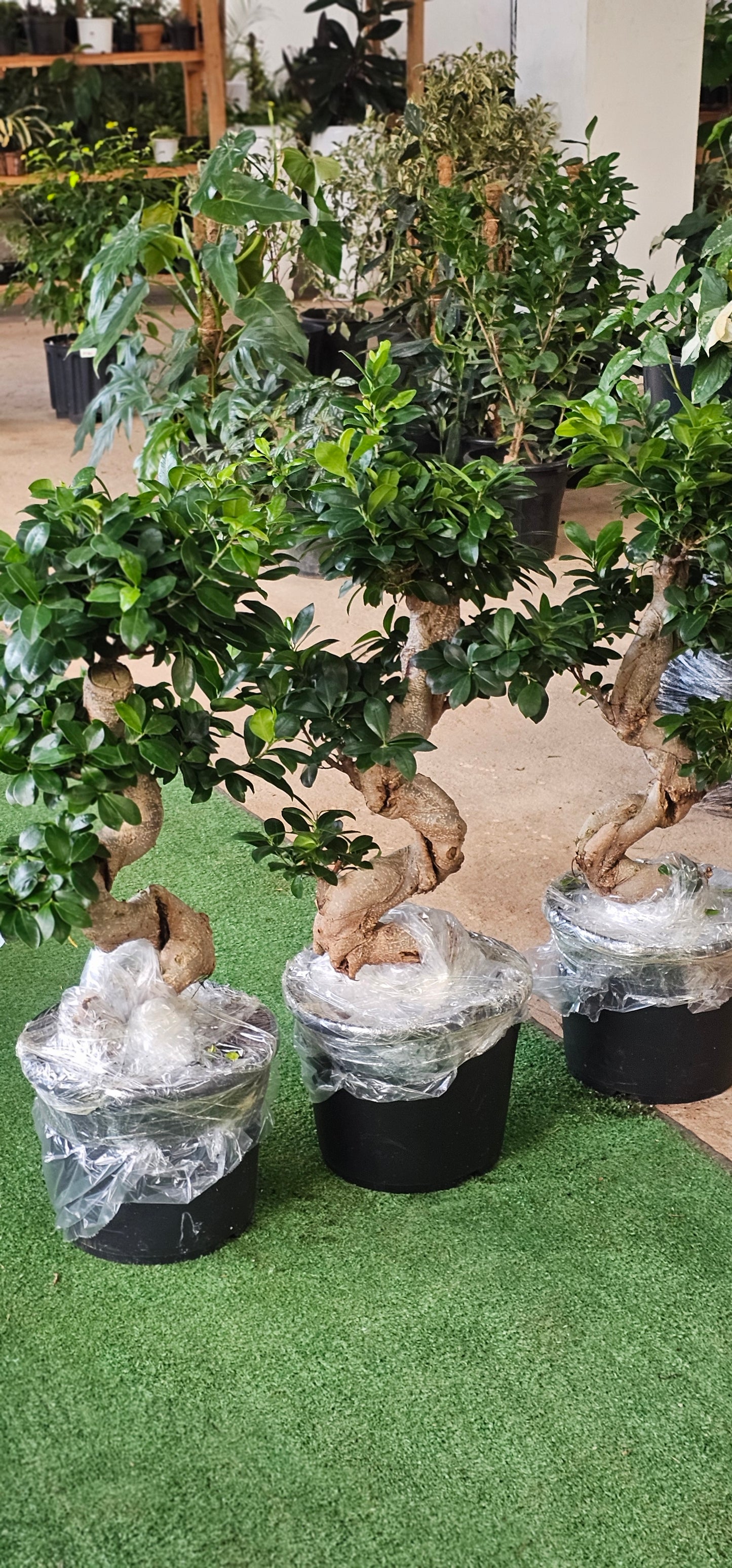 Ficus Gingseng Microcrapa Bonsai