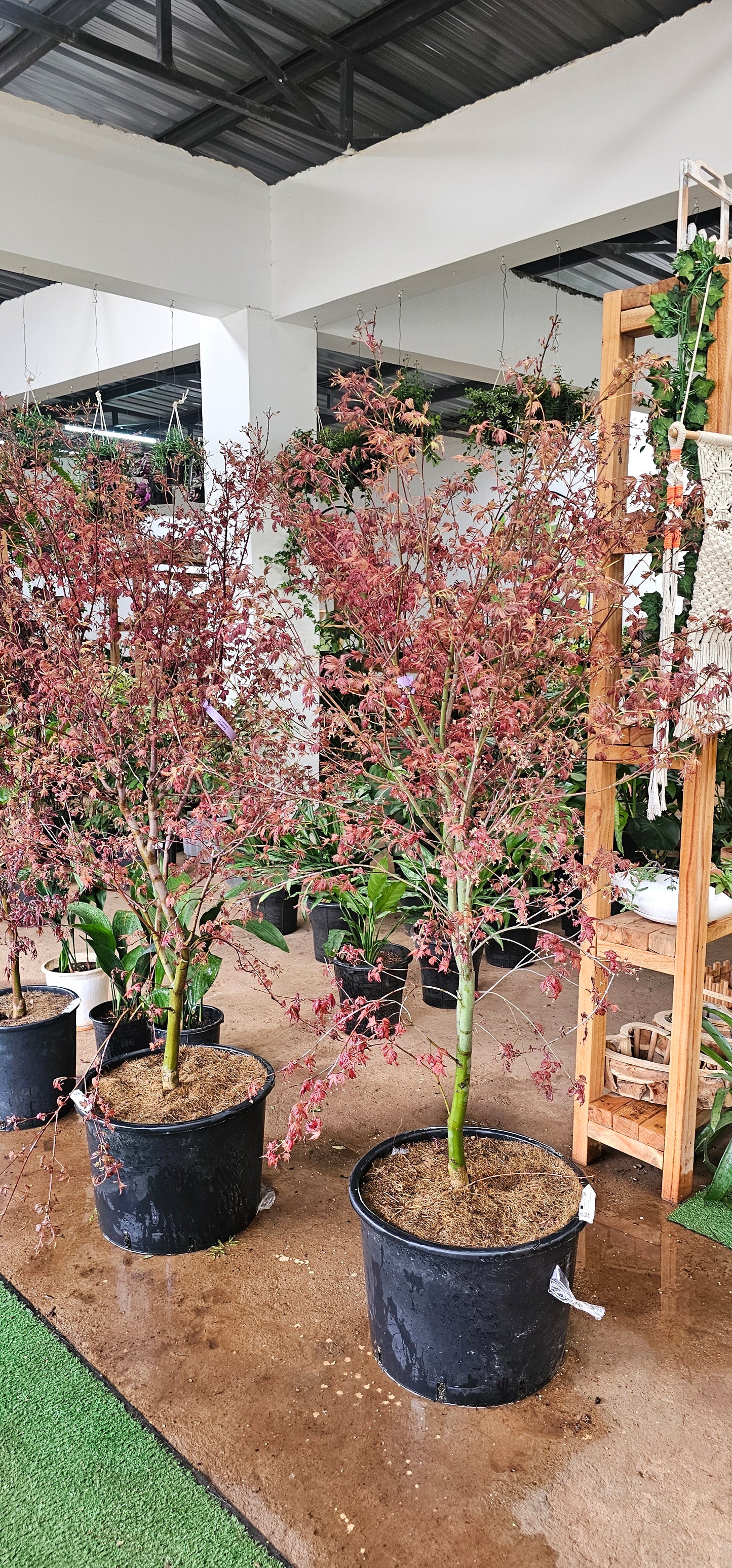 Acer Japanese Maple (Deshojo)