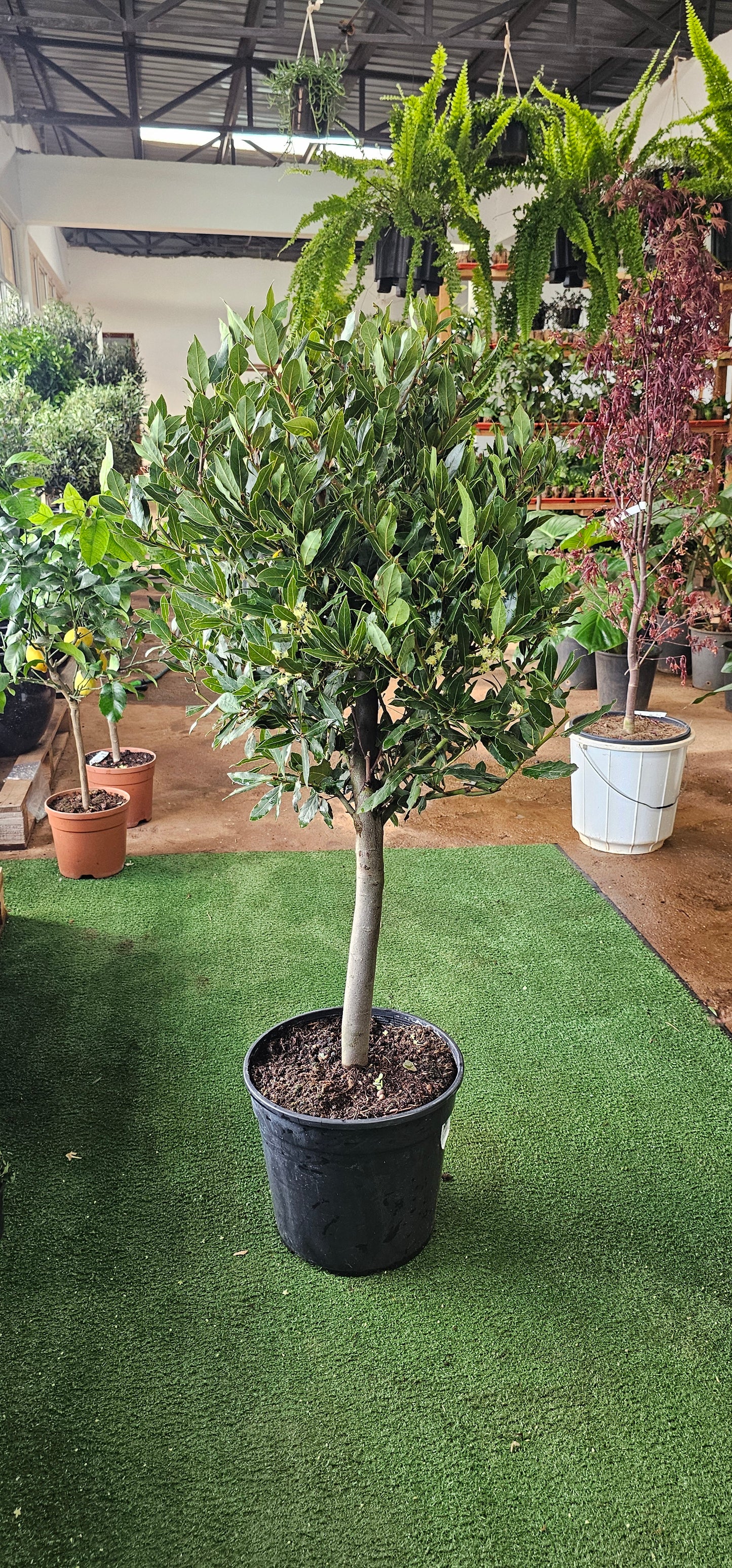 Laurus Nobilis (Bay Leaf Tree)