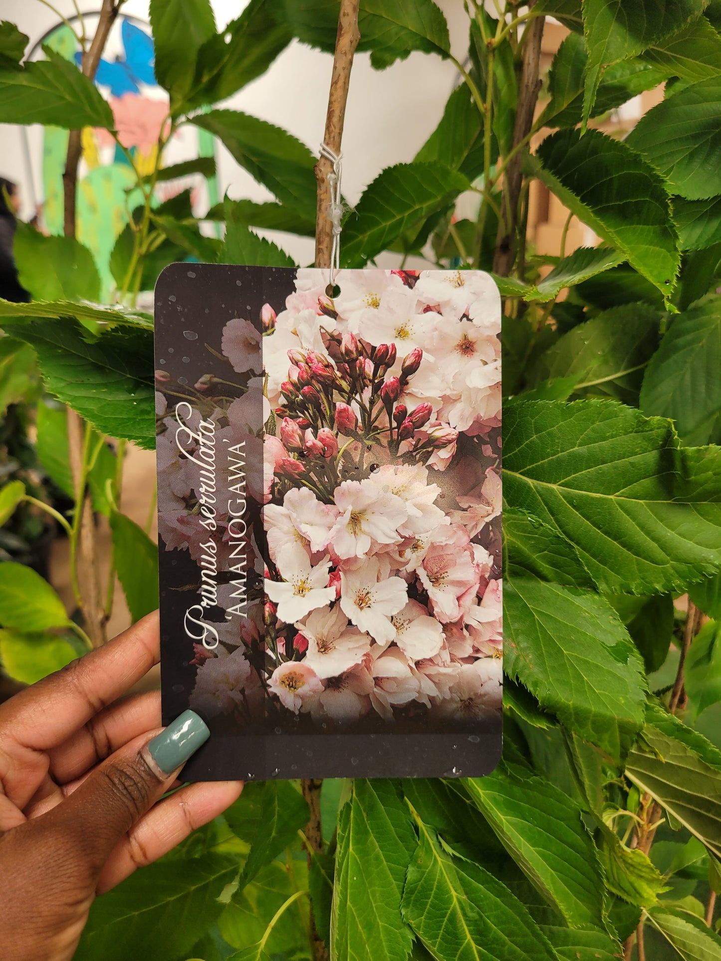 Arabian Jasmine (Sambac)
