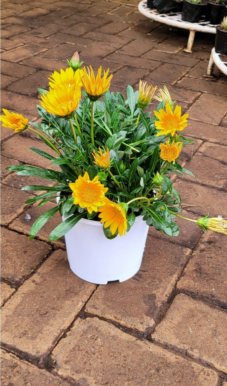 Gazania