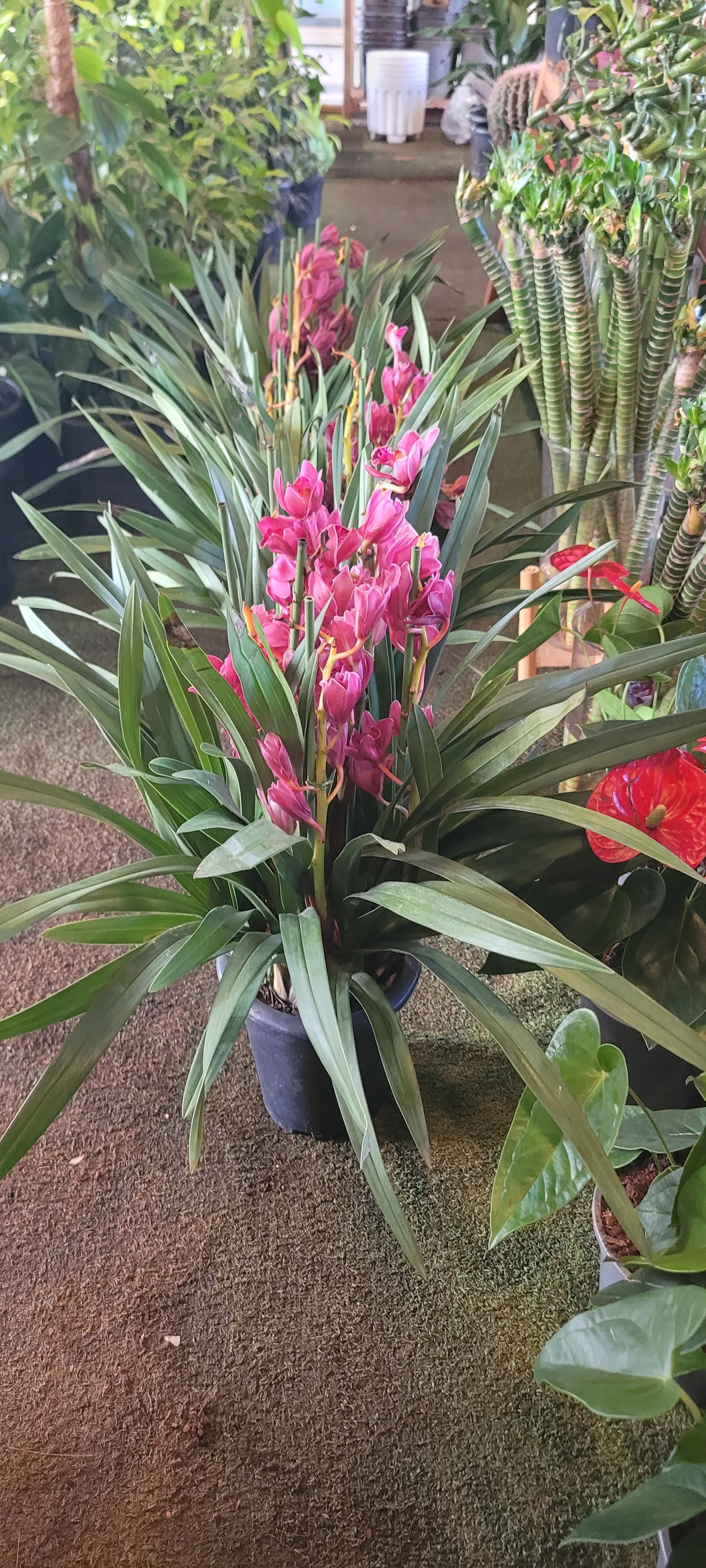 Peggy Sue Cymbidium